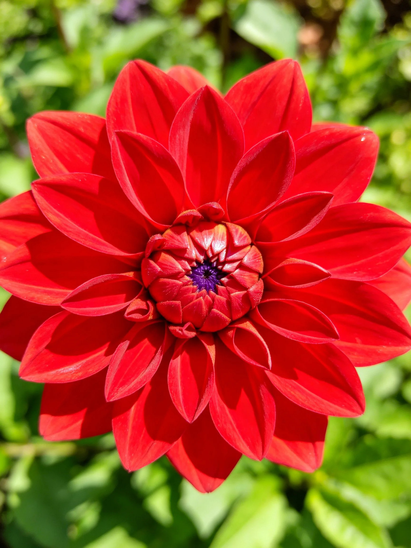 Bright red dahlia with layered petals and central purple core