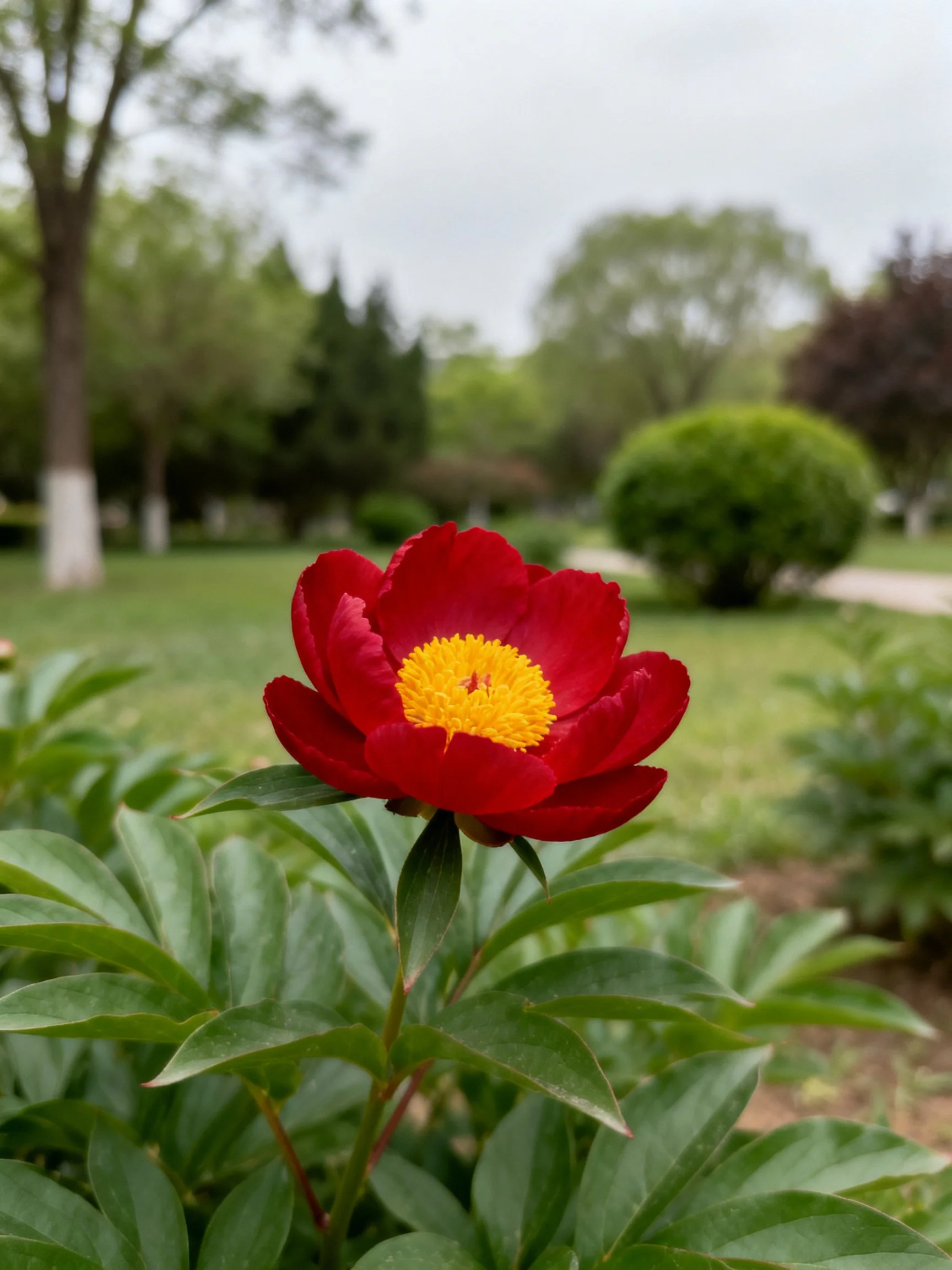Bright red peony with yellow center in a landscaped park
