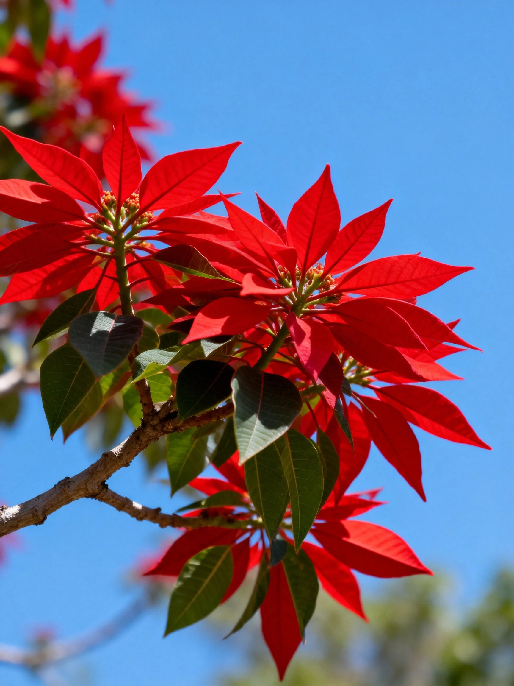 Bright red poinsettias bloom against clear blue sky