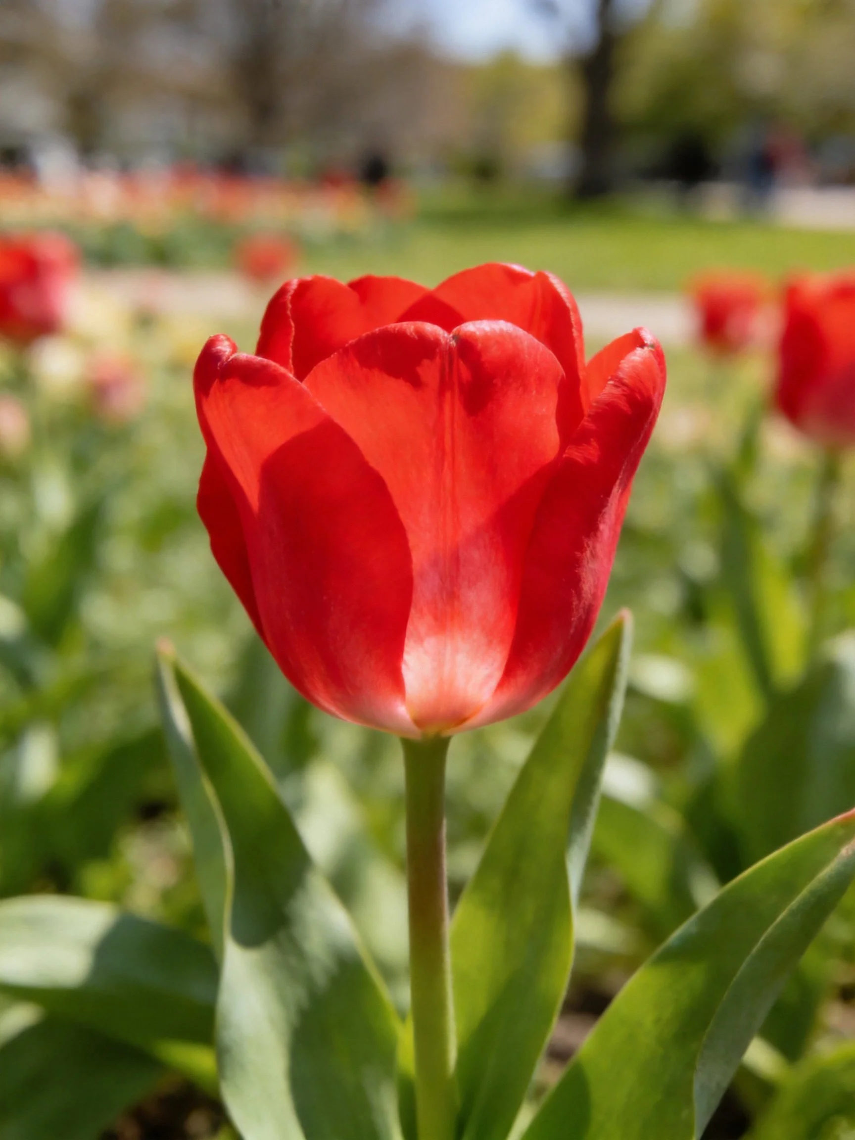 Bright red tulip in sharp focus amidst a flower garden
