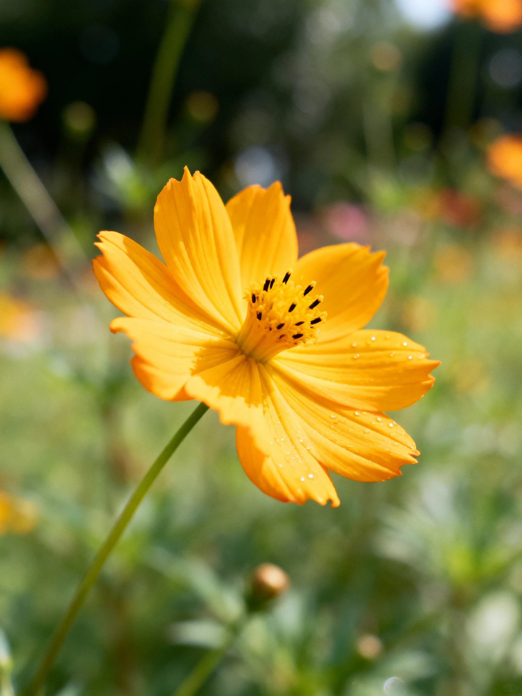 Bright yellow cosmos flower with dewdrops amid blurred greenery