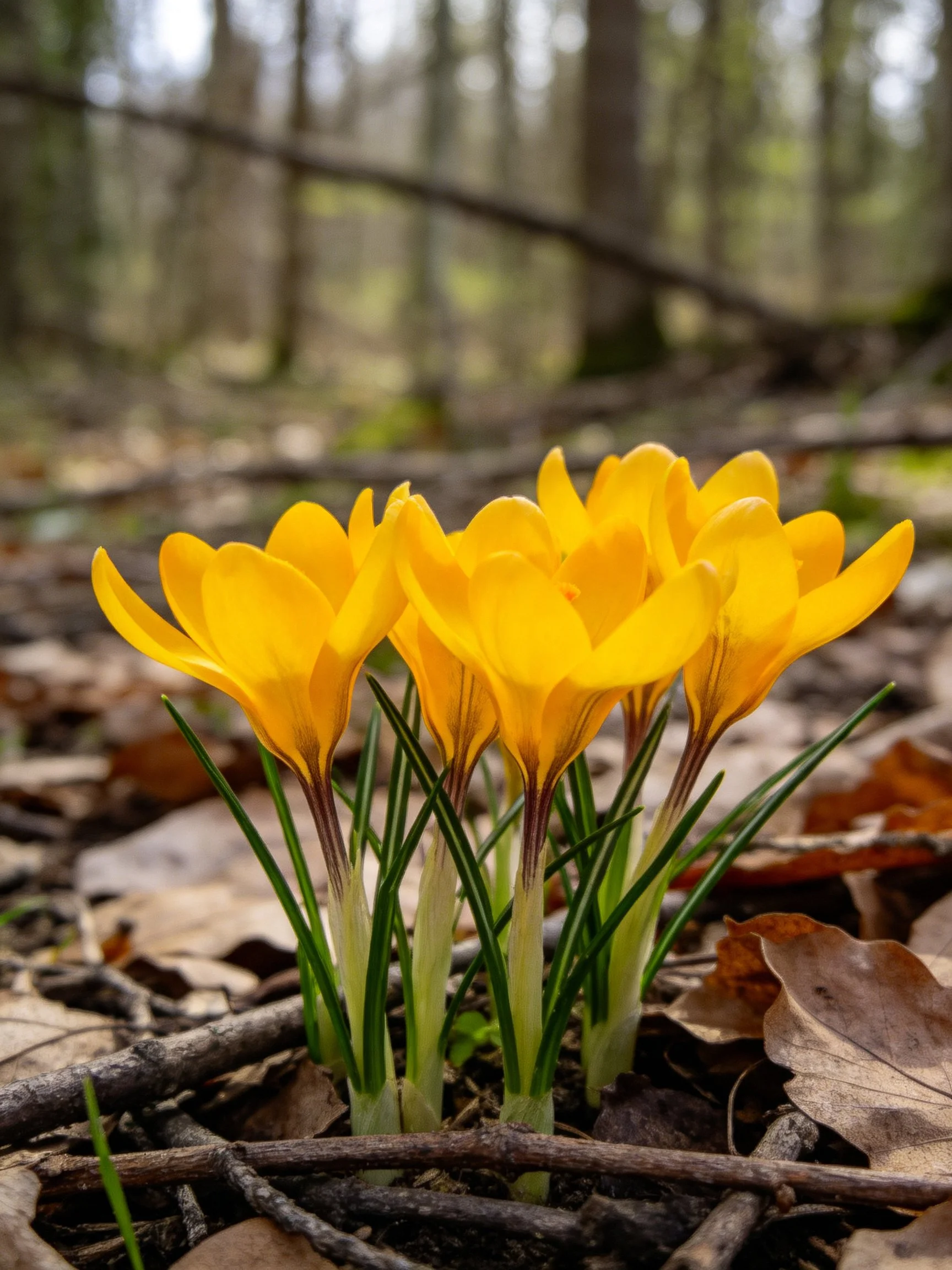 Bright yellow crocus flowers blooming among forest debris