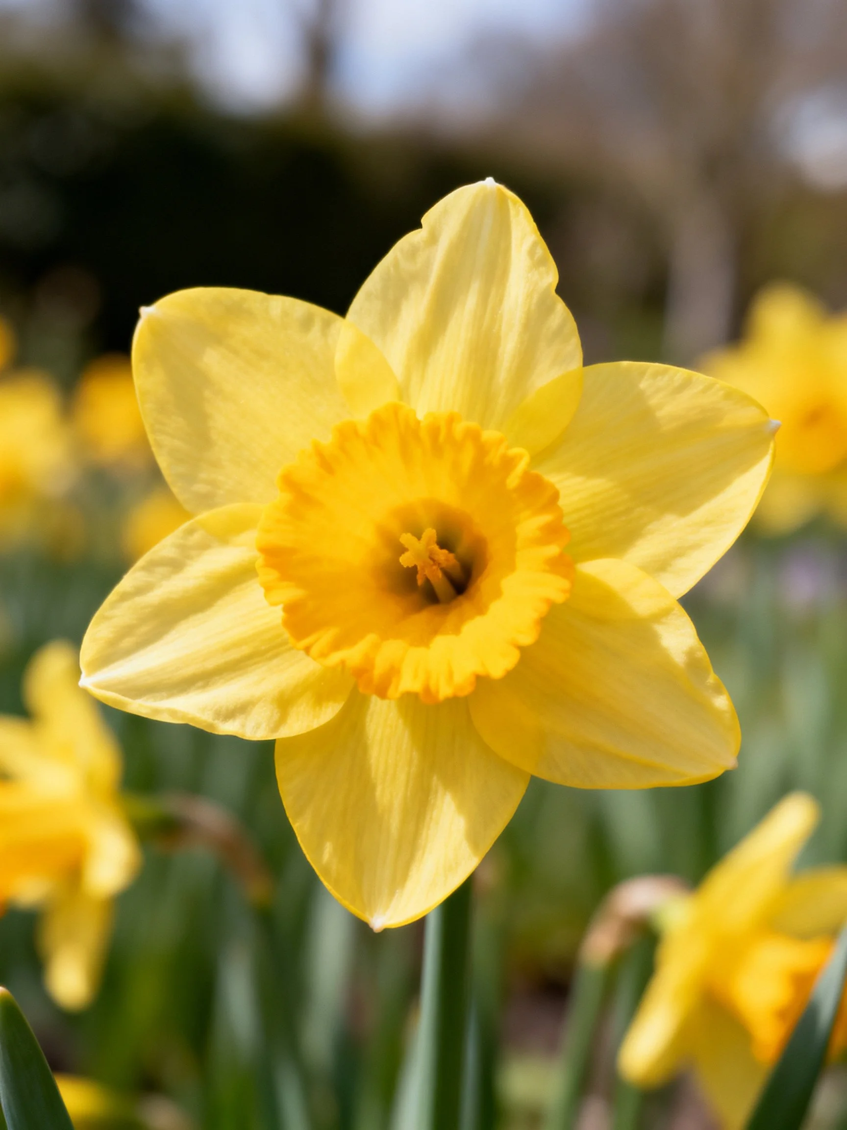 Bright yellow daffodil in focus among blurred blooms