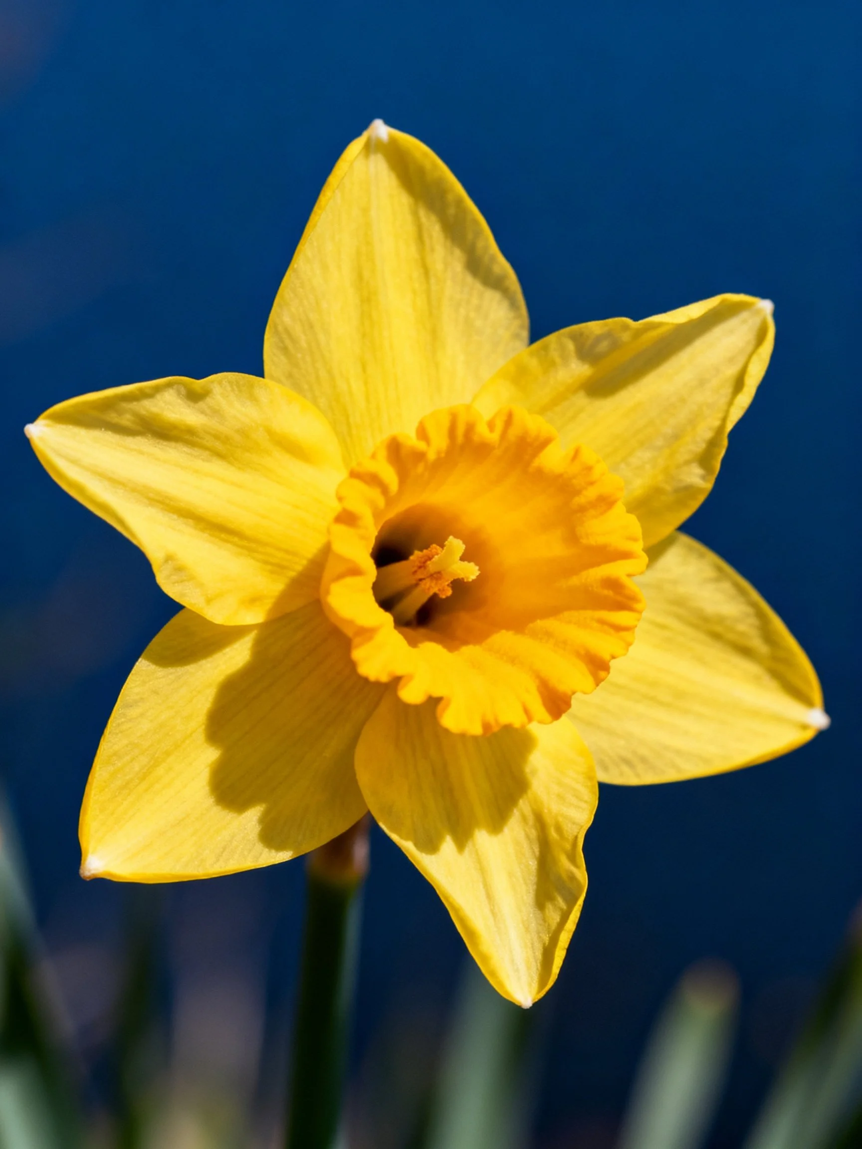 Bright yellow daffodil with ruffled center on deep blue background