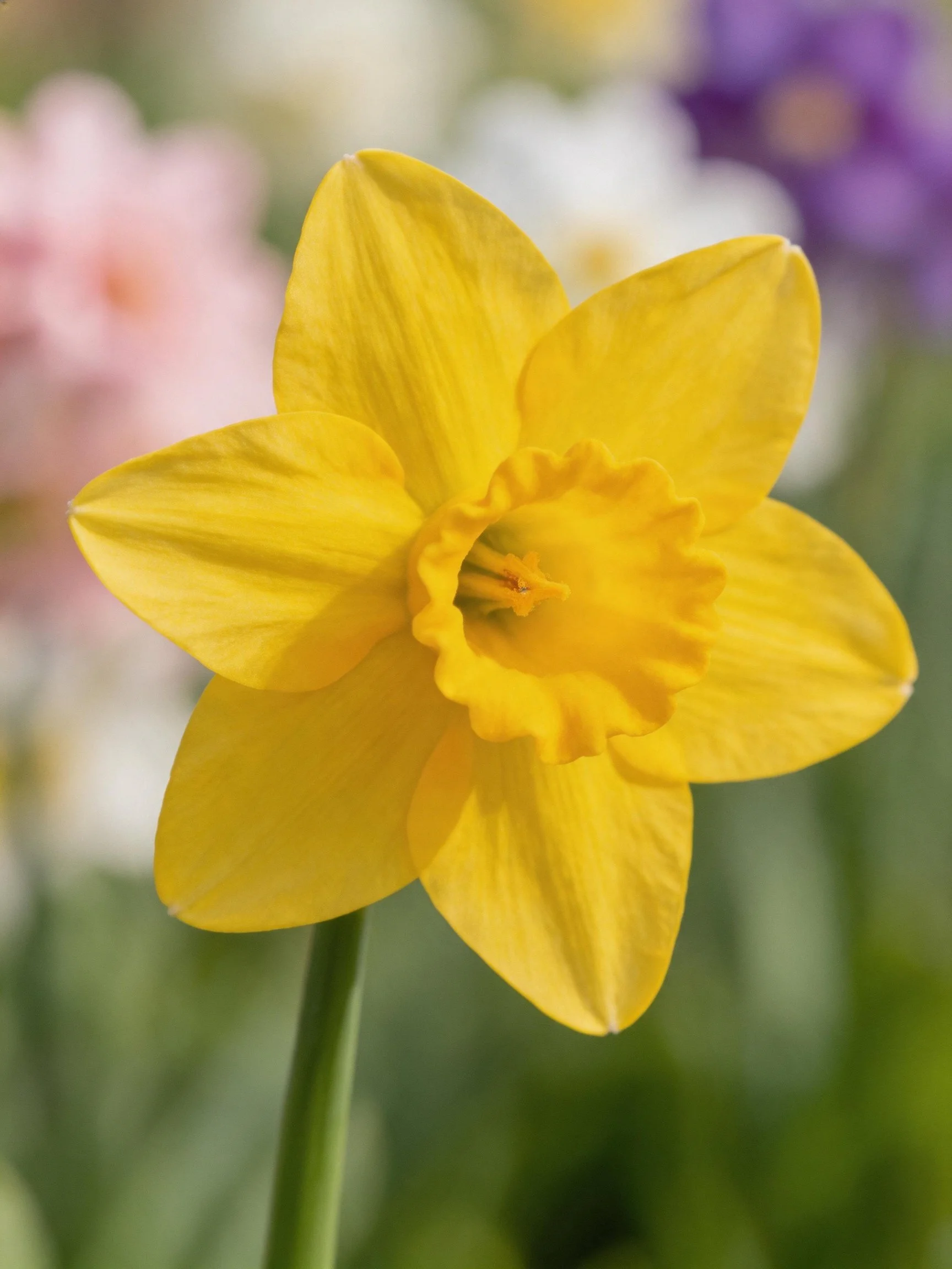 Bright yellow daffodil with six petals, surrounded by blurred colorful flowers