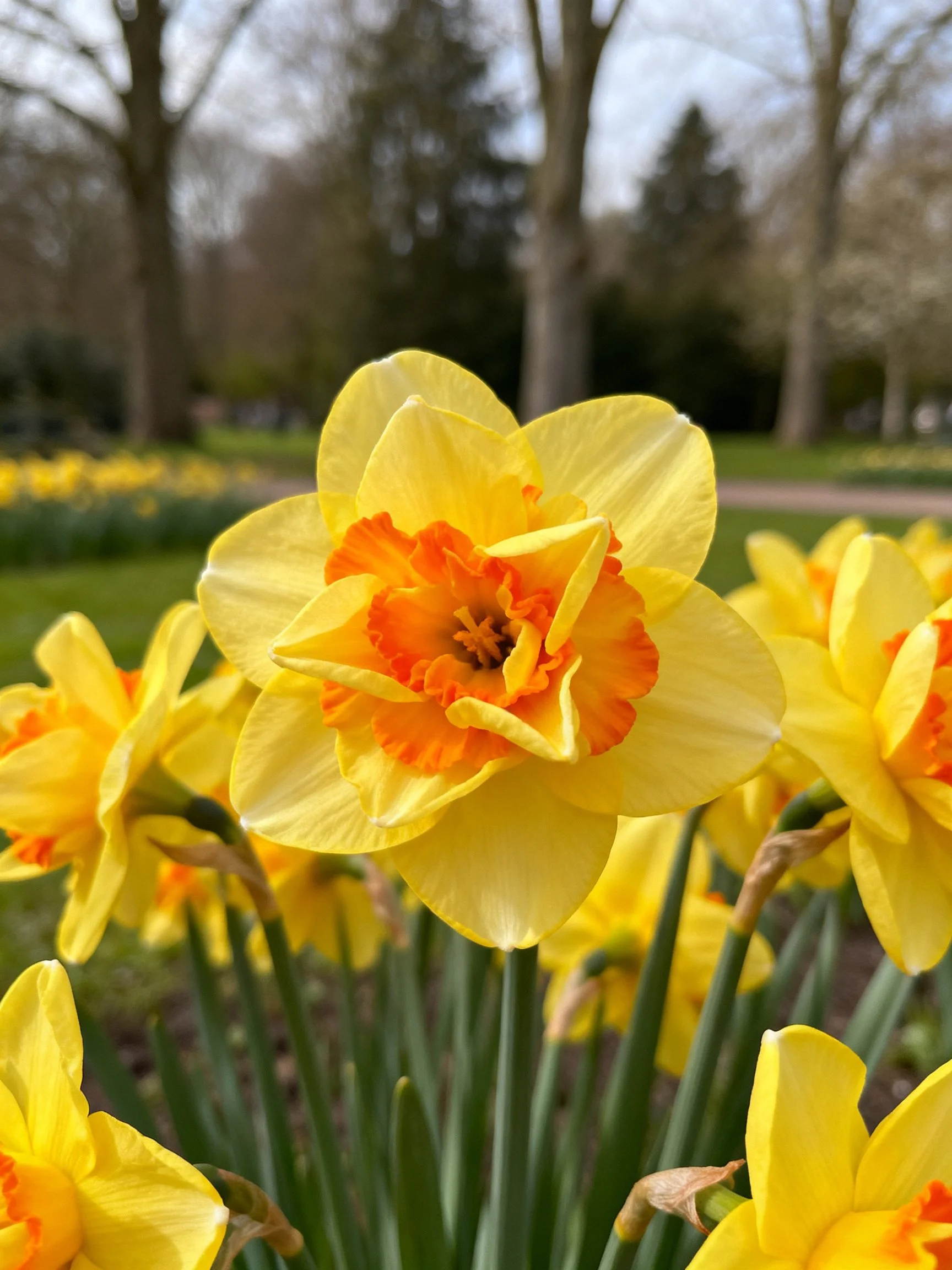 Bright yellow daffodils with orange centers blooming in a park