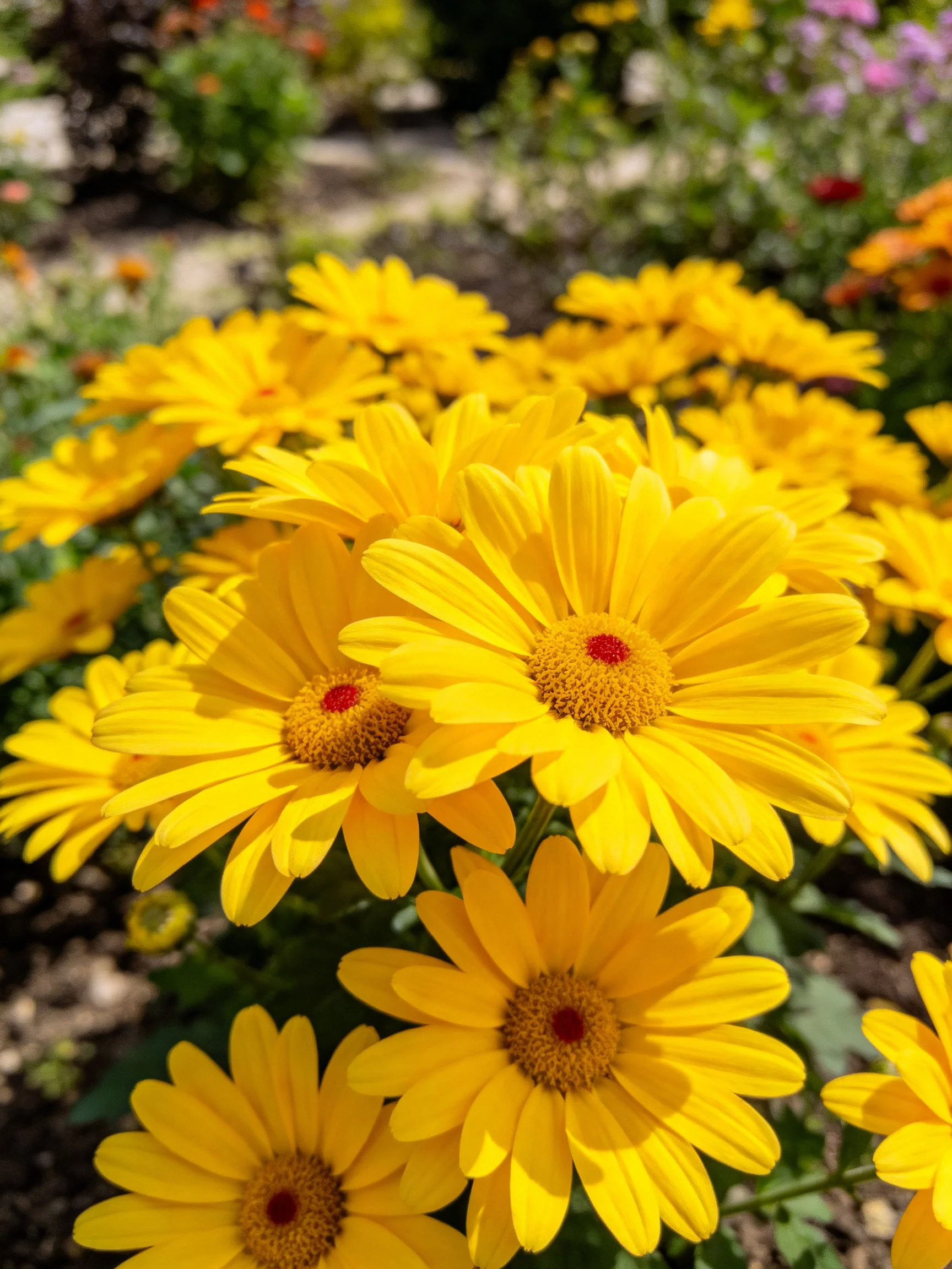 Bright yellow daisies cluster in a sunlit garden setting