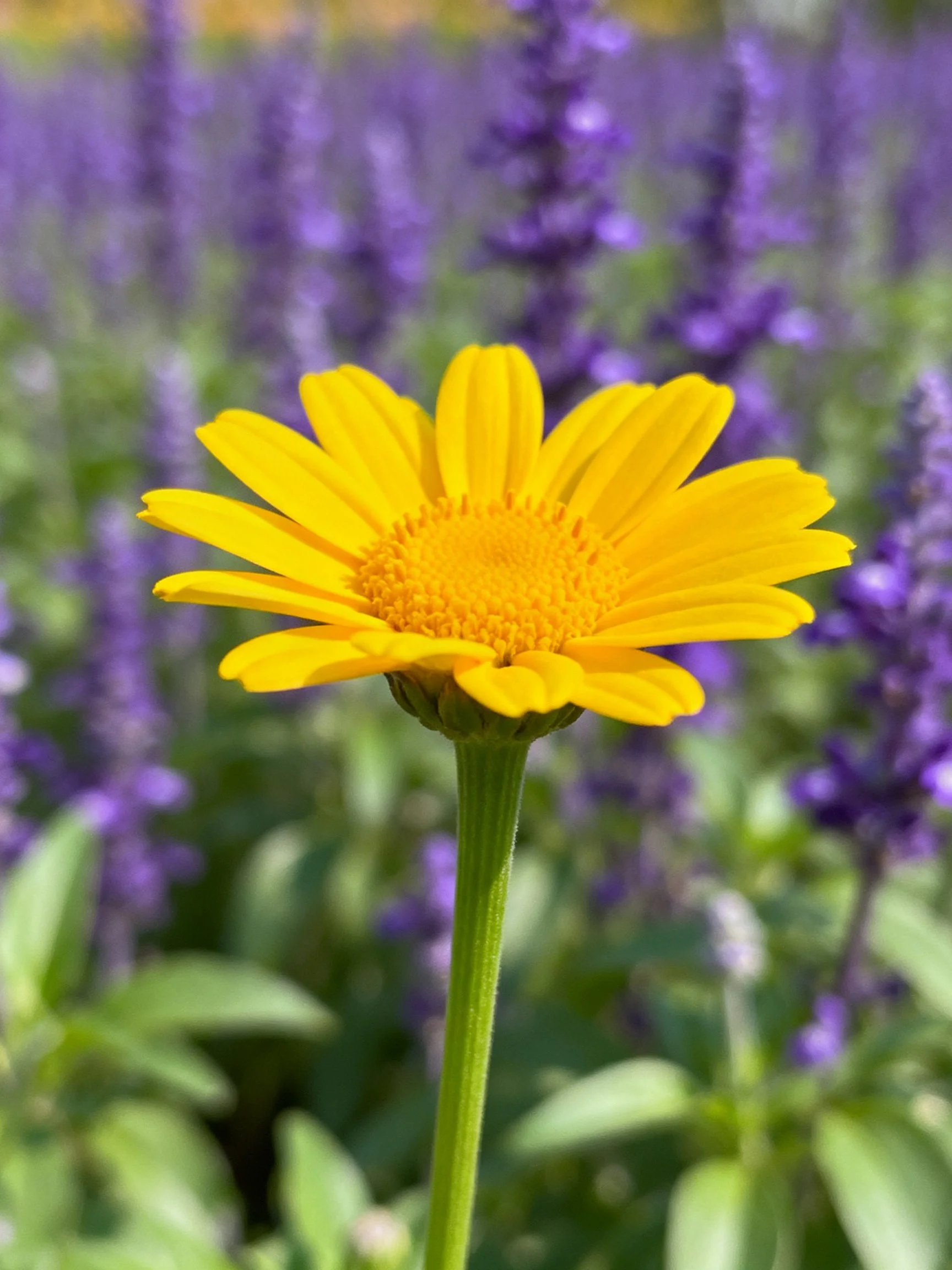 Bright yellow daisy centered amid purple flowering plants