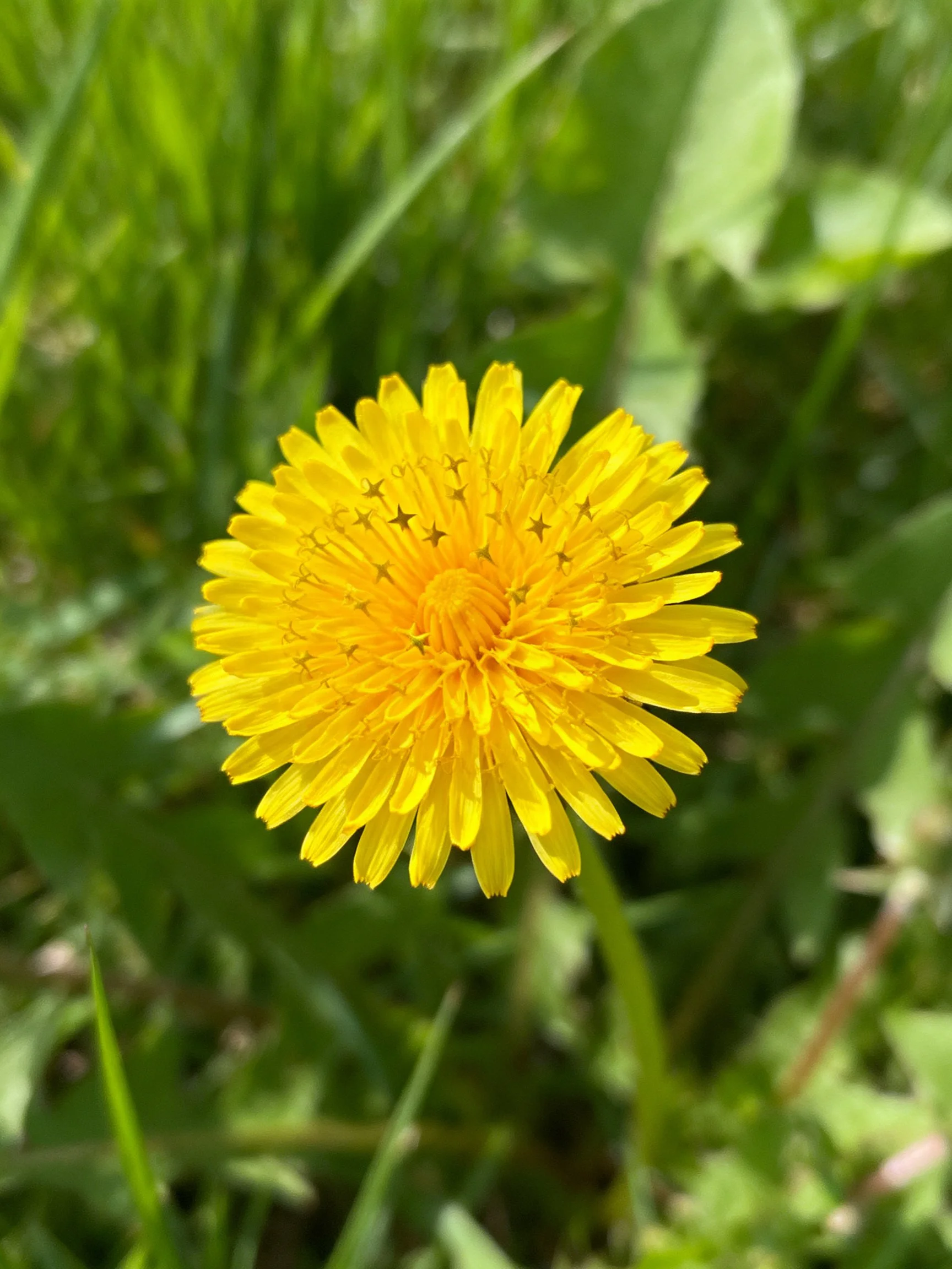 Bright yellow dandelion centered among green vegetation