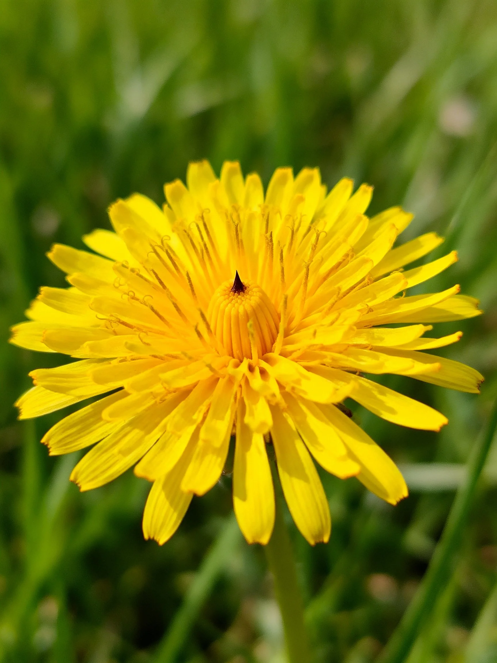 Bright yellow dandelion flower centered among green grassy backdrop