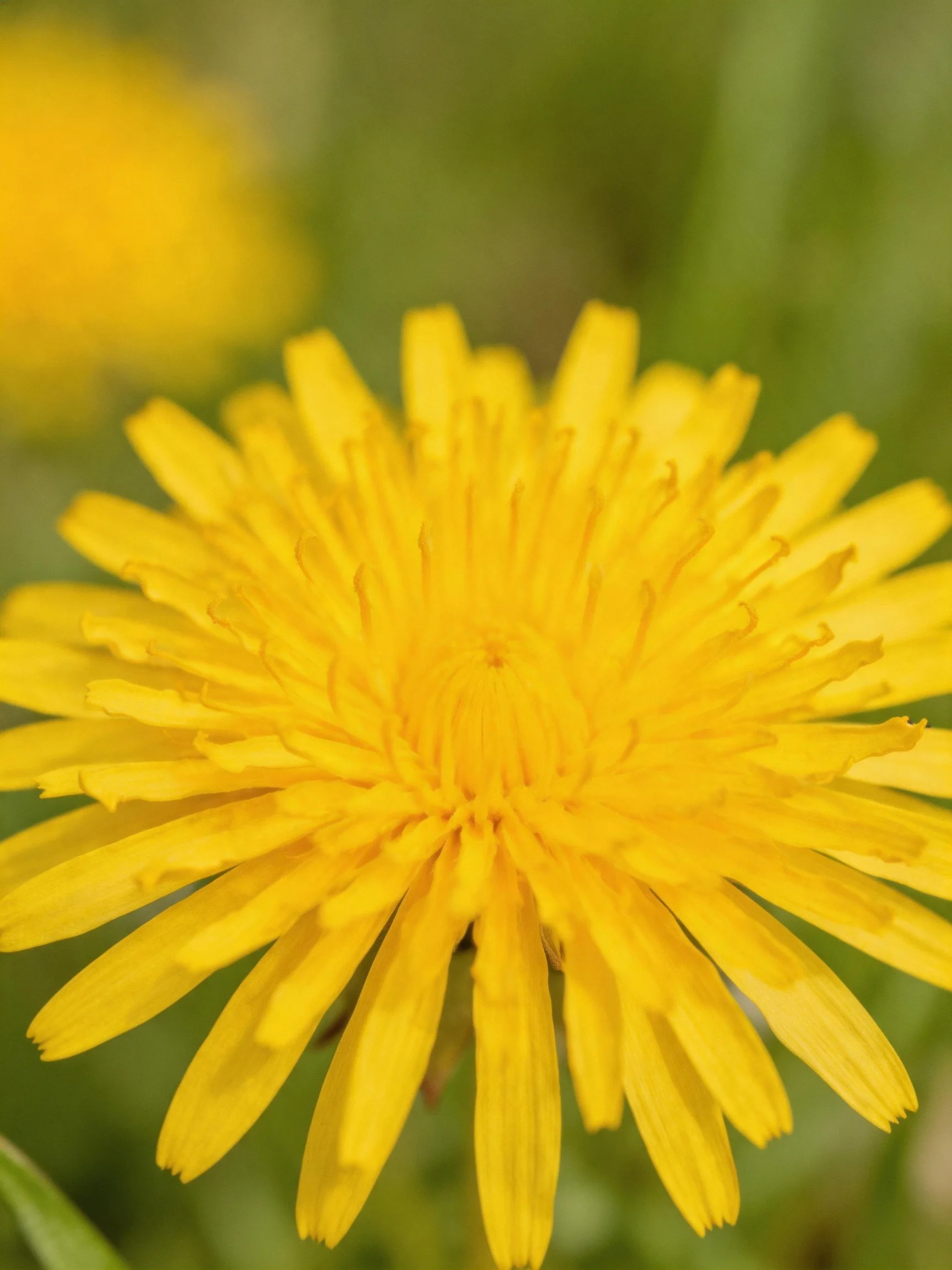 Bright yellow dandelion flower in sharp focus