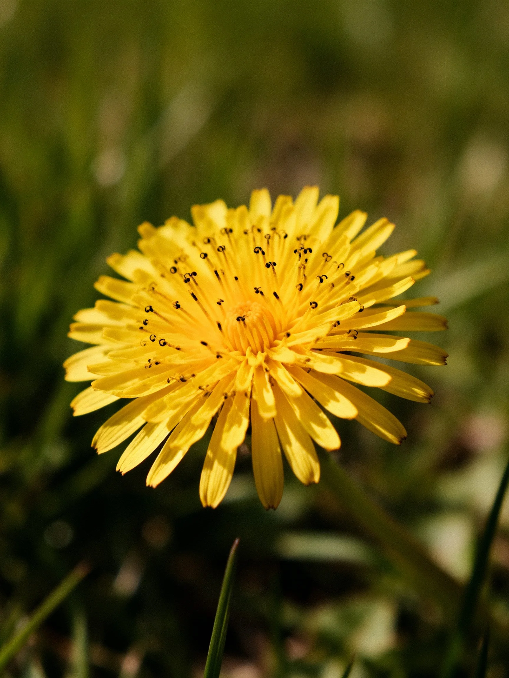 Bright yellow dandelion flower surrounded by blurred green foliage