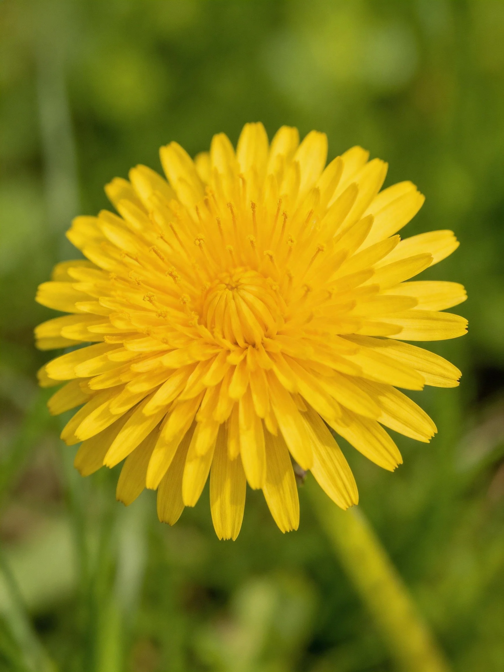 Bright yellow dandelion flower with dense petal layers