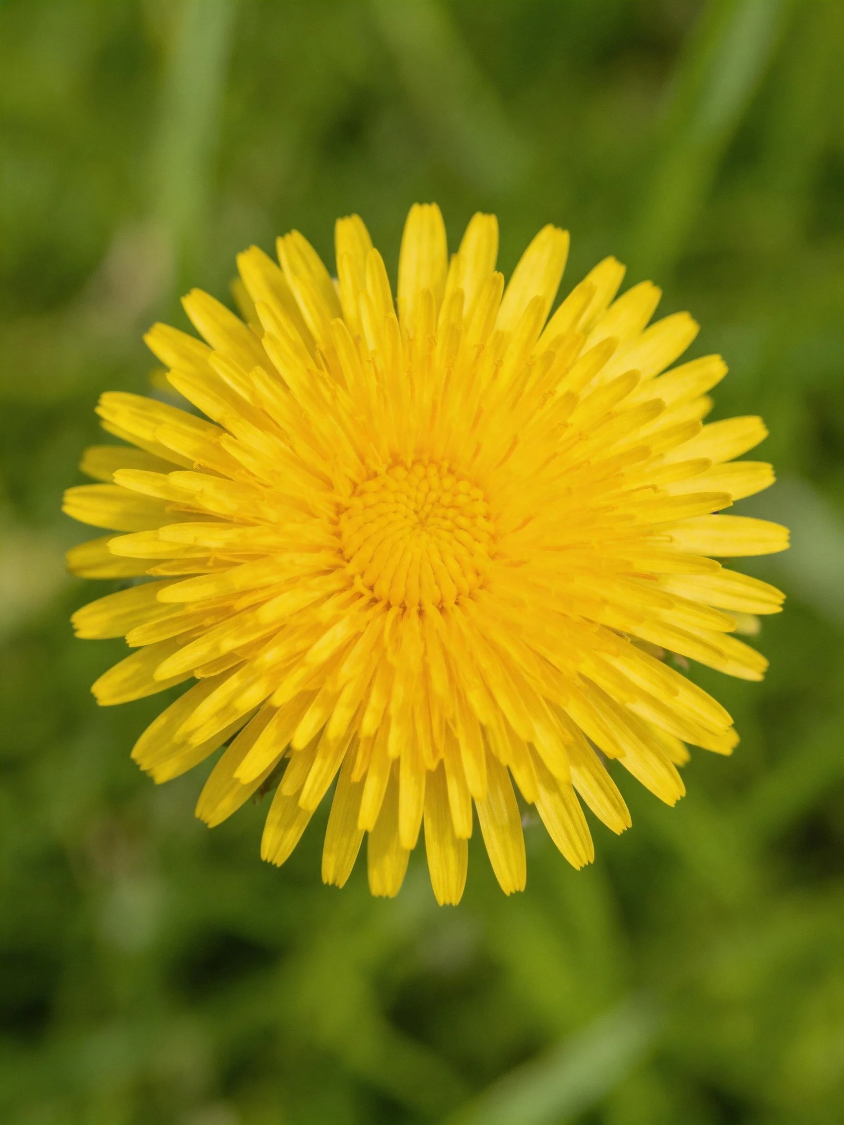 Bright yellow dandelion flower with green blurred backdrop