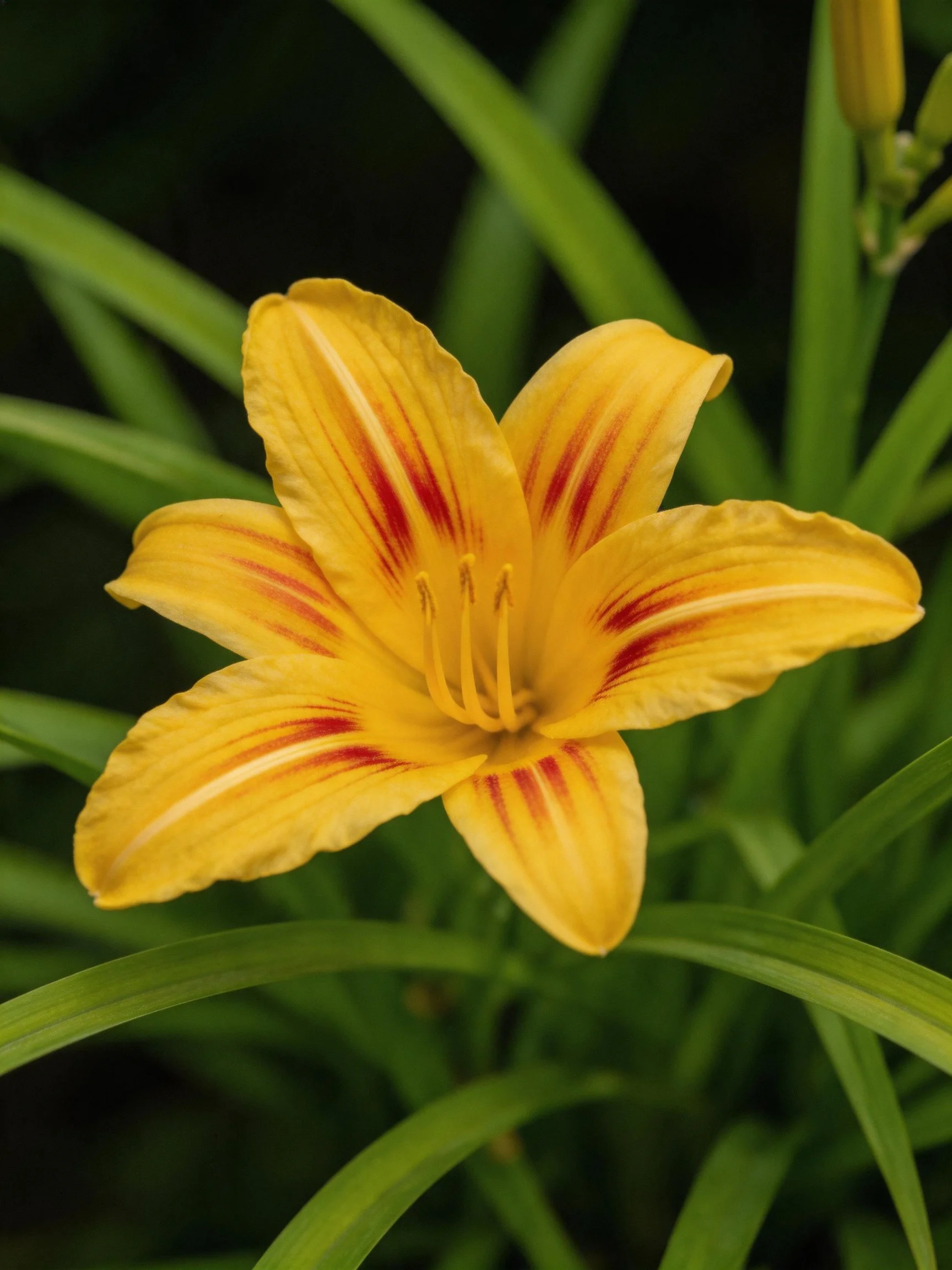 Bright yellow daylily with red stripe patterns
