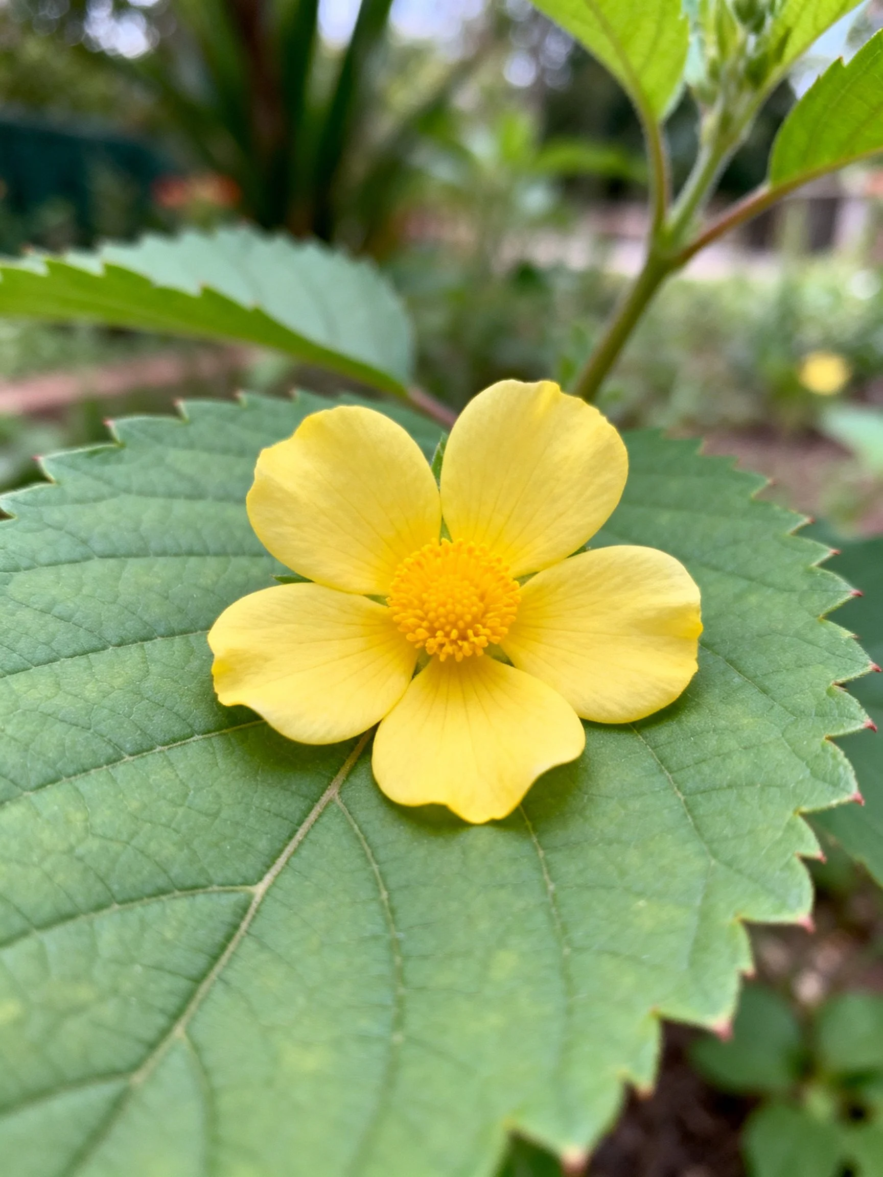 Bright yellow flower atop a large serrated green leaf