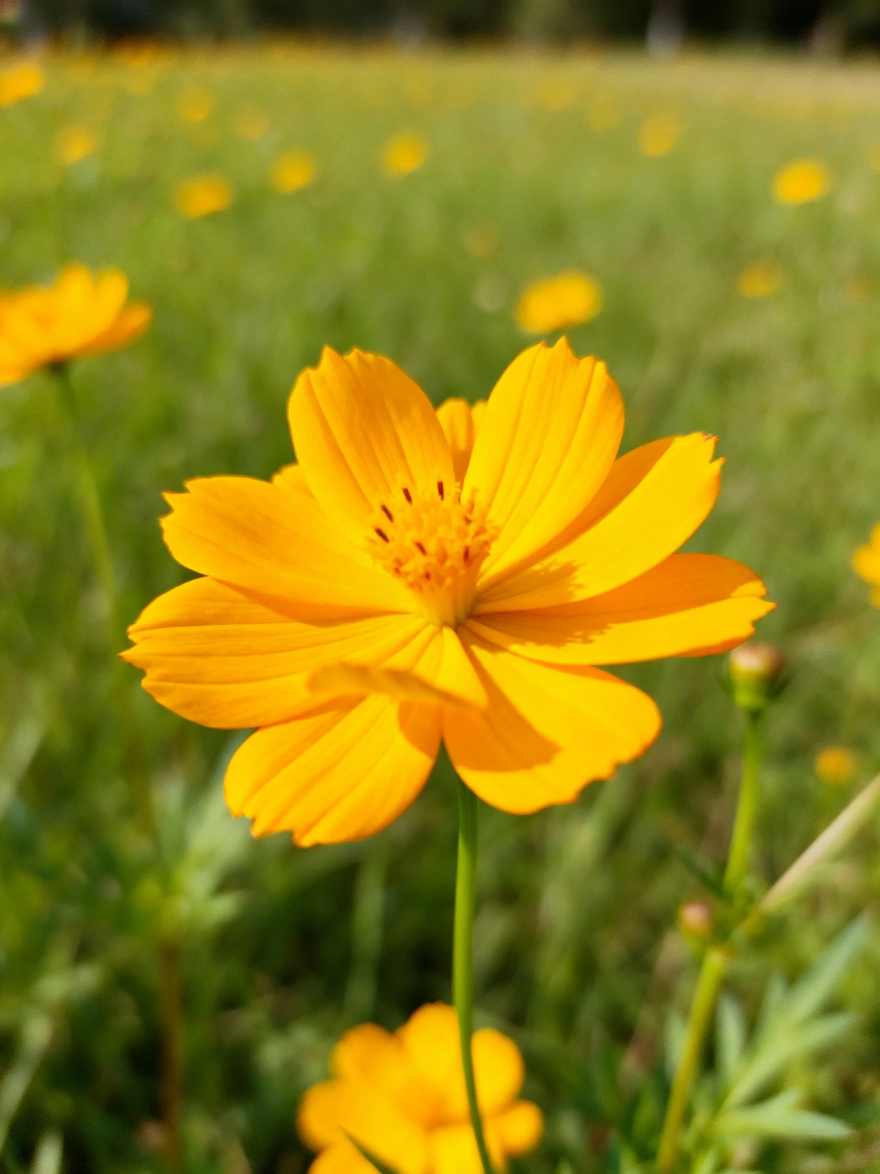 Bright yellow flower centered amid green field of similar blooms