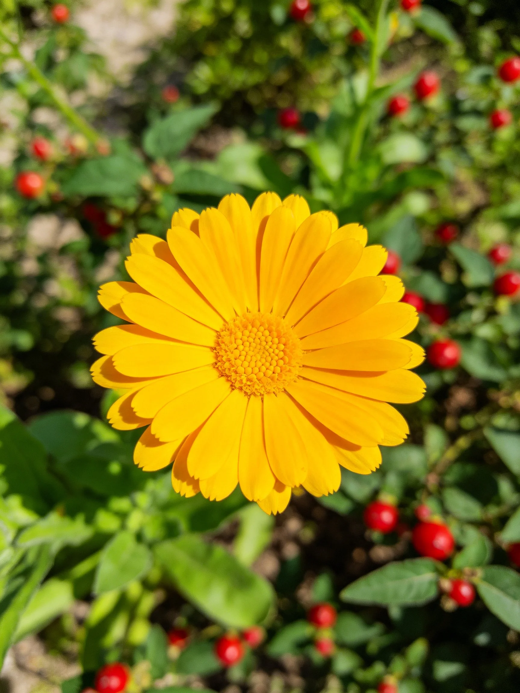 Bright yellow flower centered amid greenery and red berry-like plants