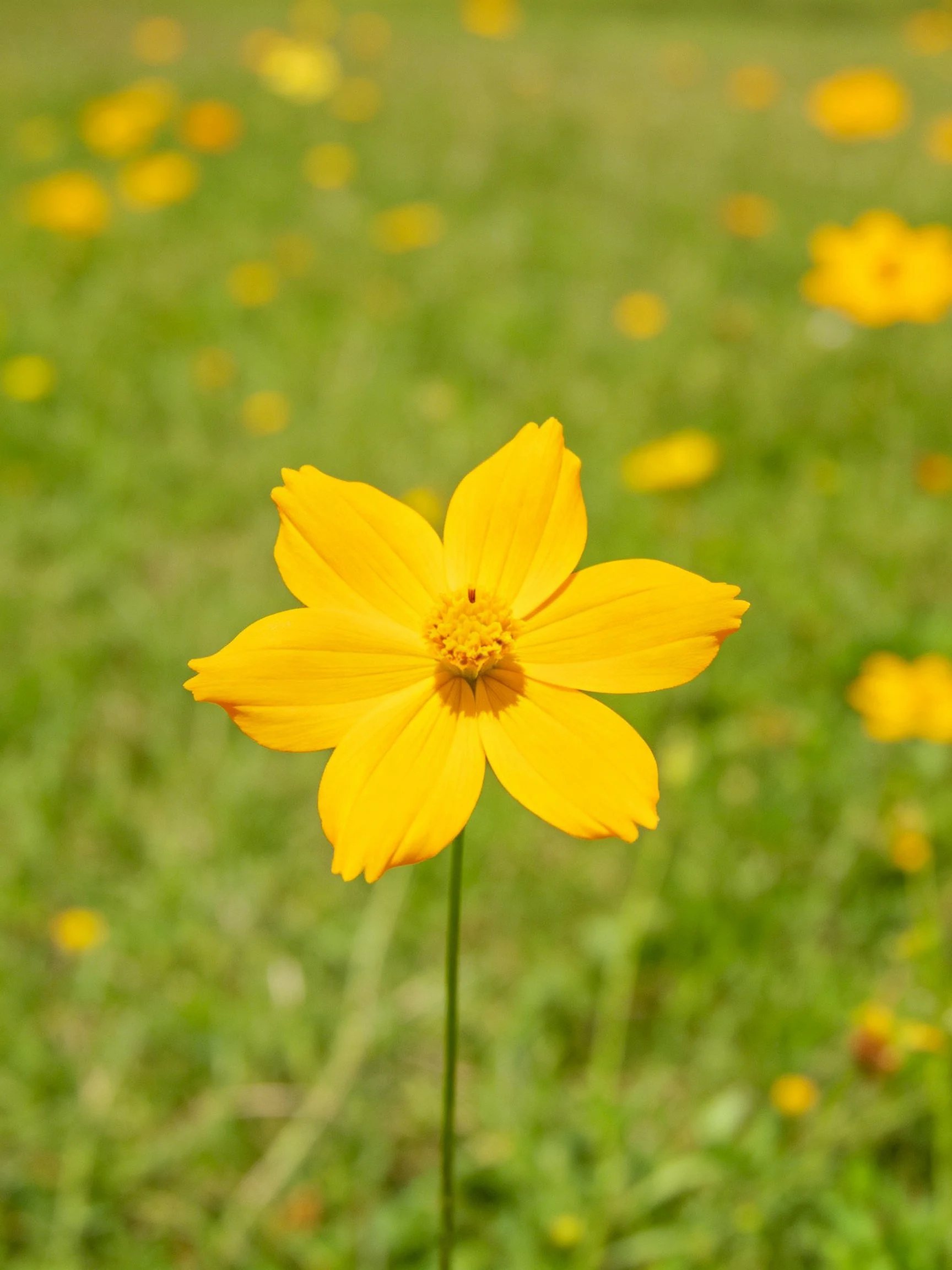 Bright yellow flower centered amid soft green meadow backdrop