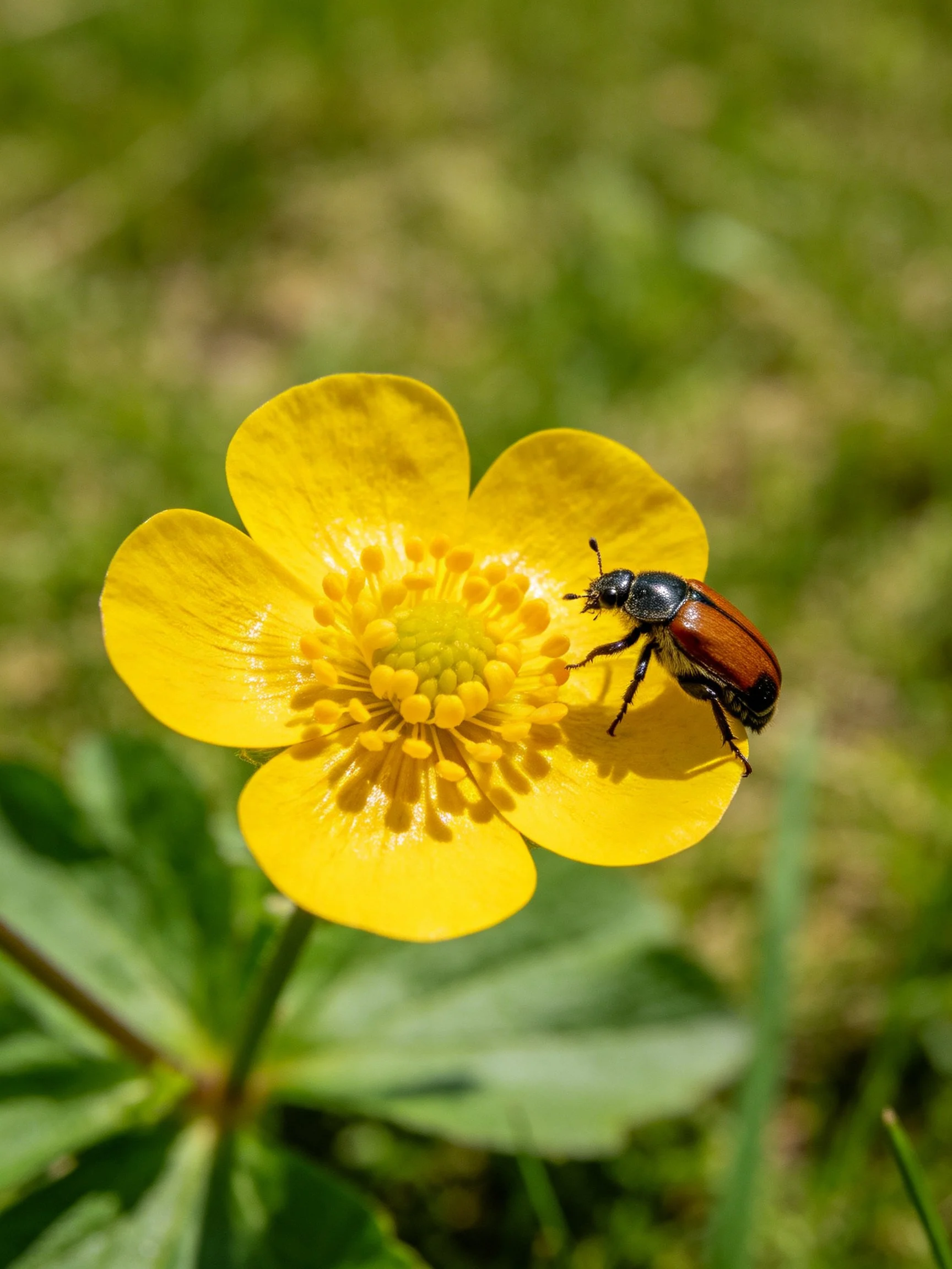 Bright yellow flower with a metallic beetle perched on petal