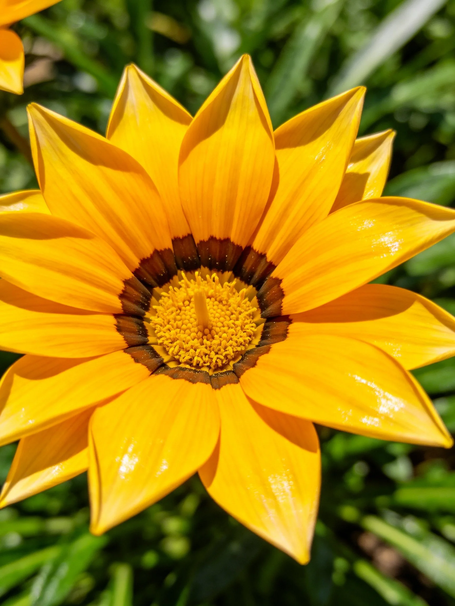 Bright yellow flower with dark brown center and glossy petals