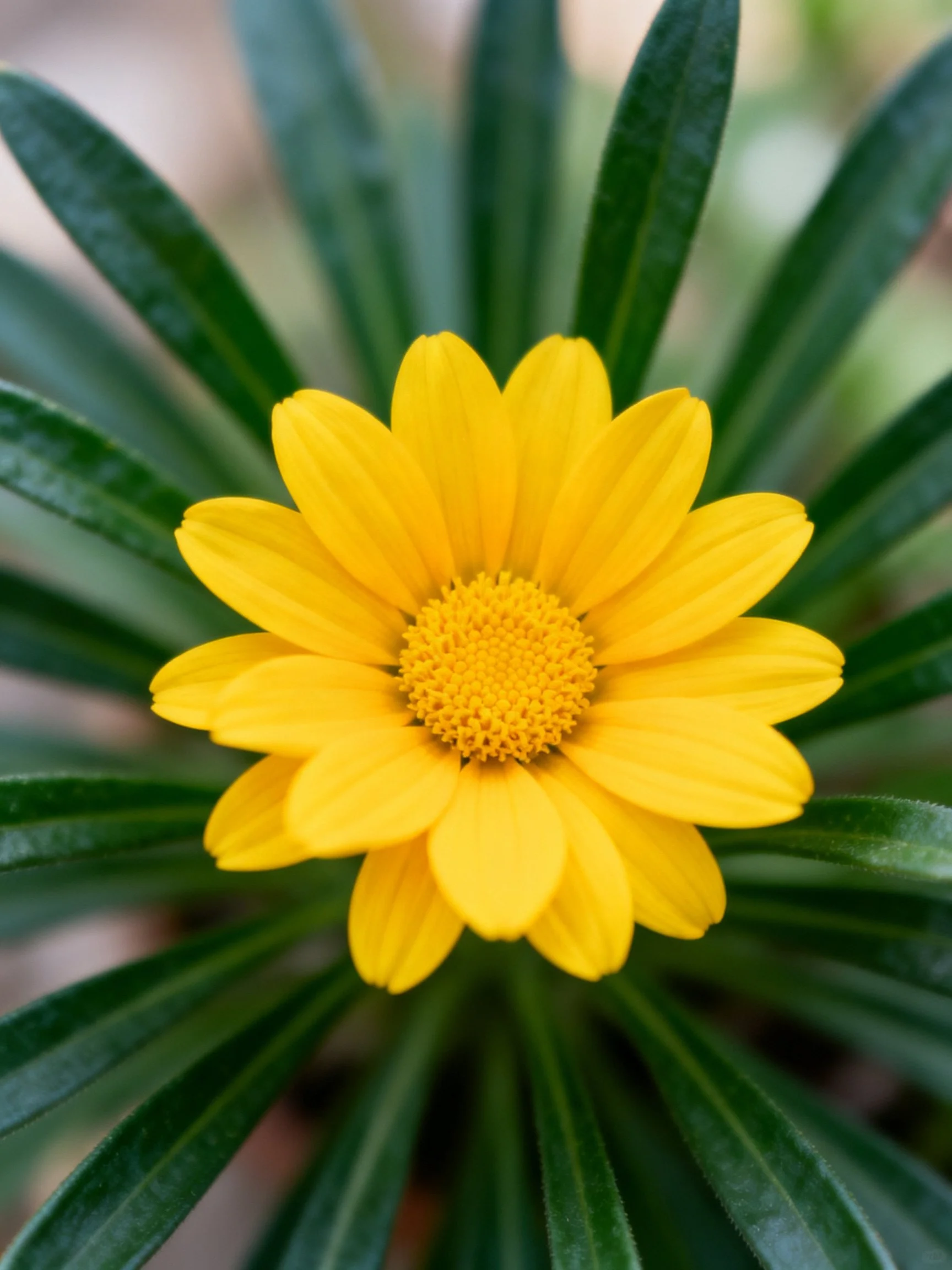 A single bright yellow flower is surrounded by dark green foliage.