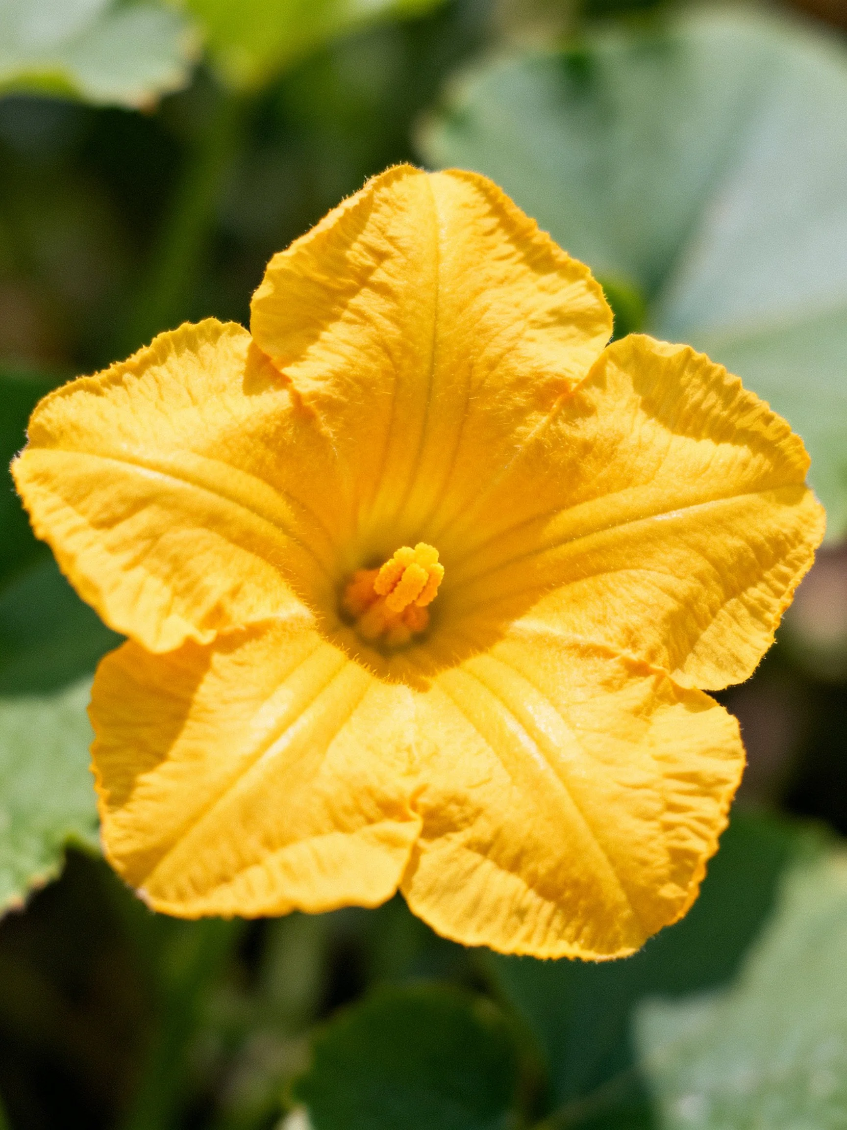 Bright yellow flower with five crinkled petals and blurred green leaves