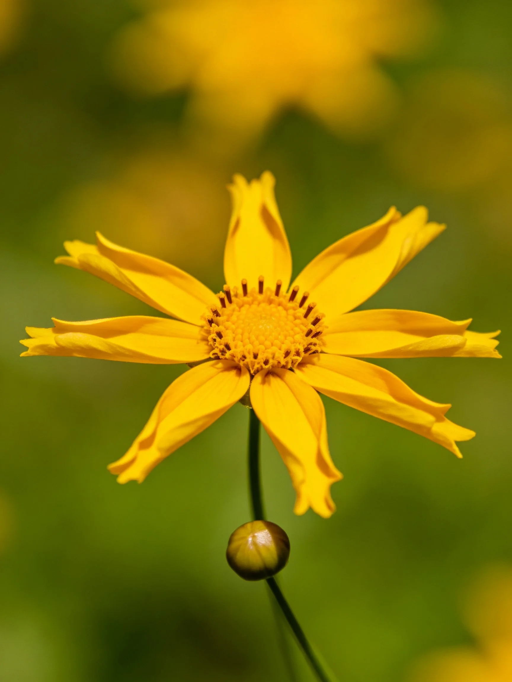 Close - up of a bright yellow flower with a green bud in a blurred green setting.