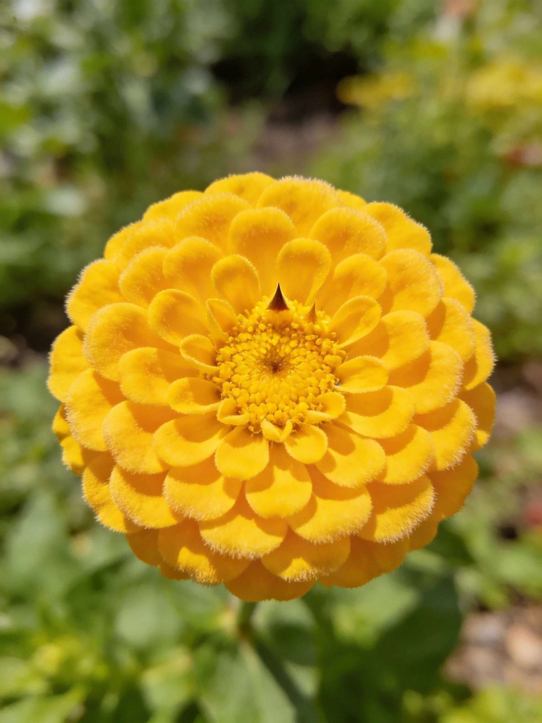 Bright yellow flower with layered petals and central disc