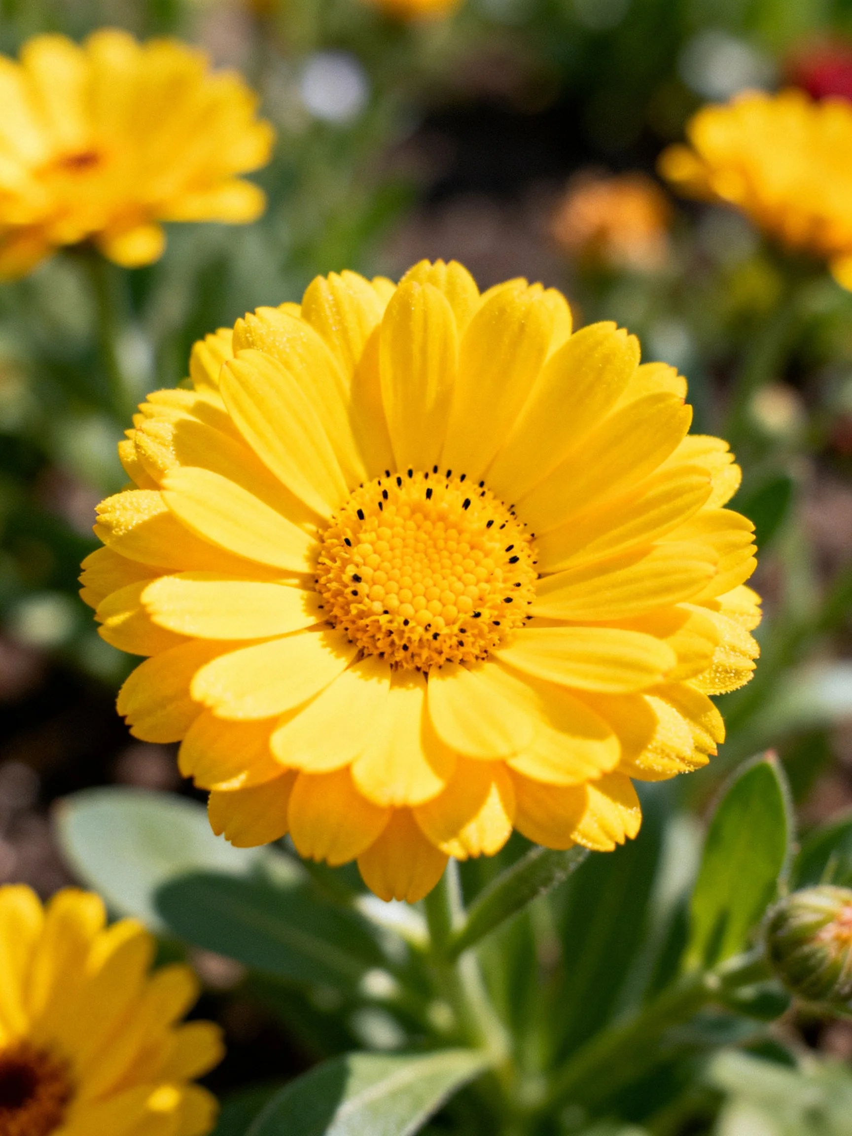 Bright yellow flower with layered petals and green leaves