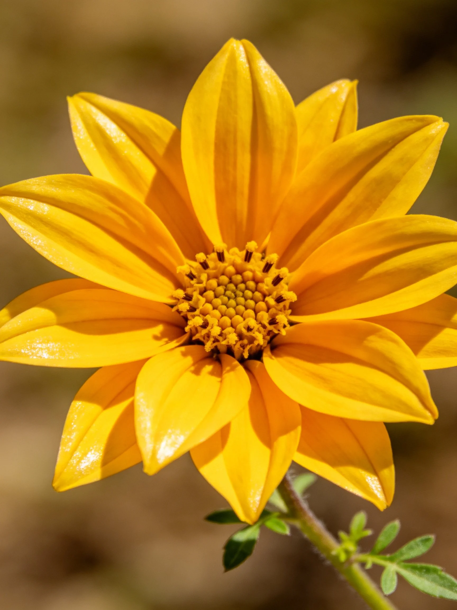 Bright yellow flower with layered petals and textured center