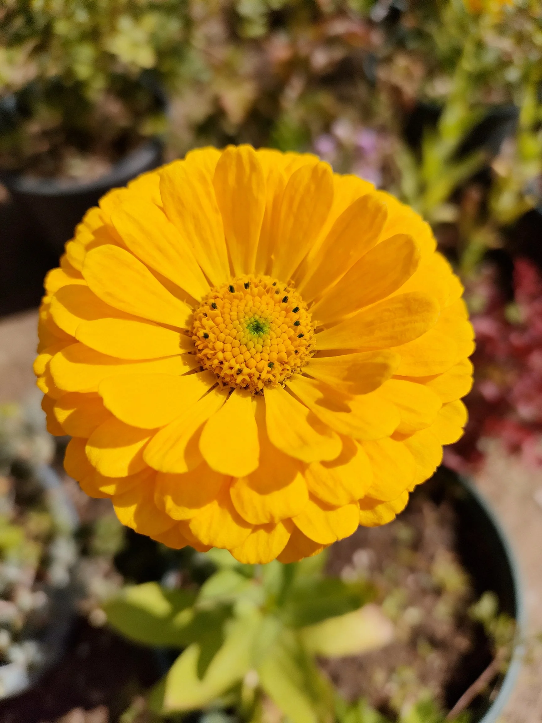 Bright yellow flower with layered petals in a garden pot