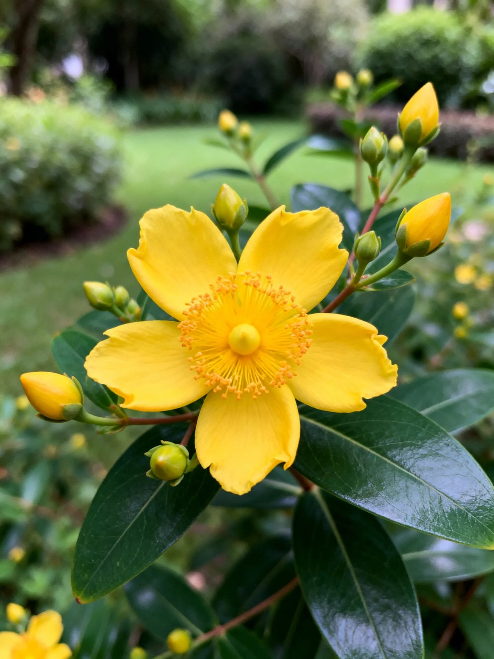 Bright yellow flower with multipleunopened buds and glossy green leaves