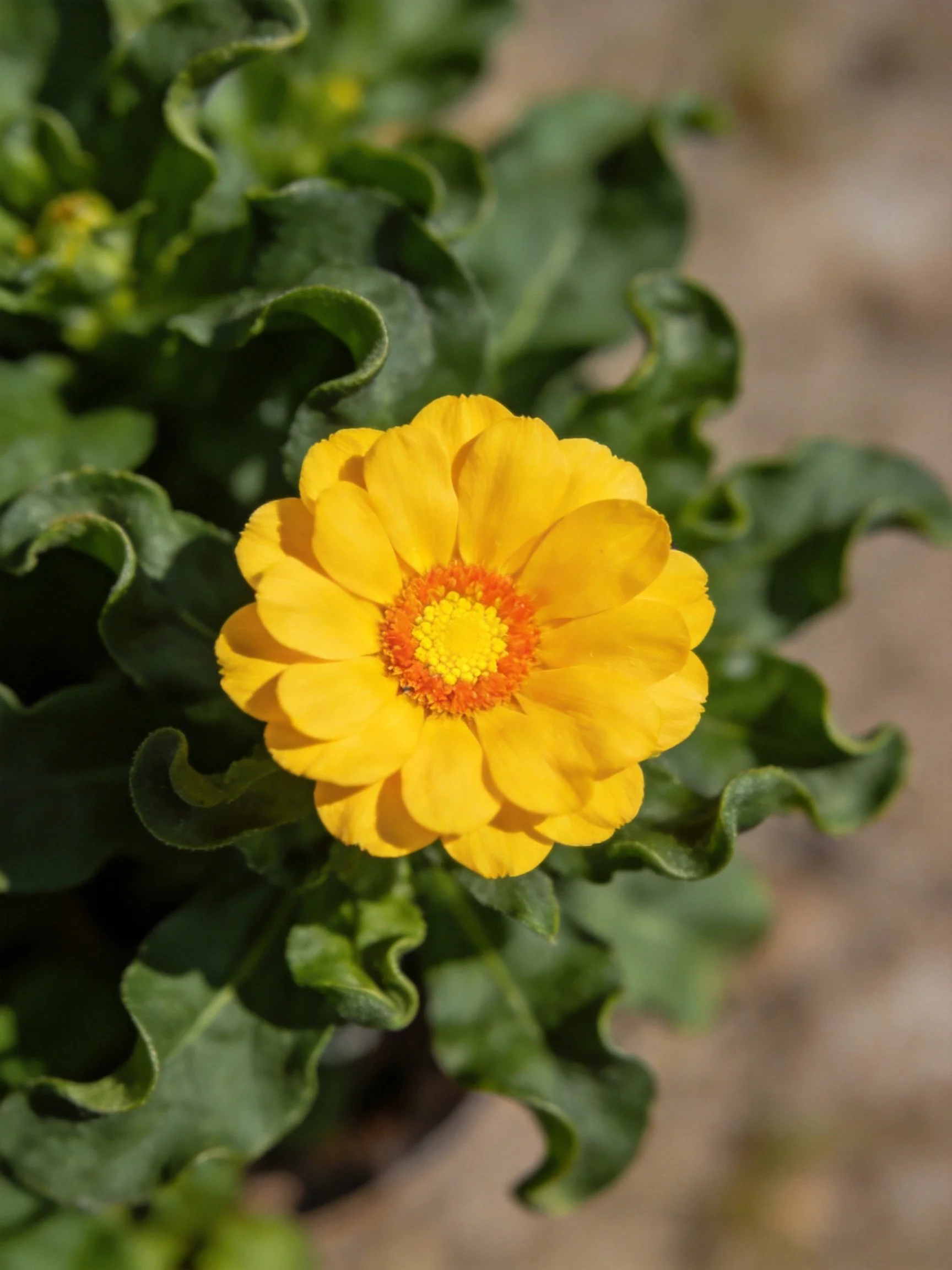 Bright yellow flower with orange center amidst curly green leaves