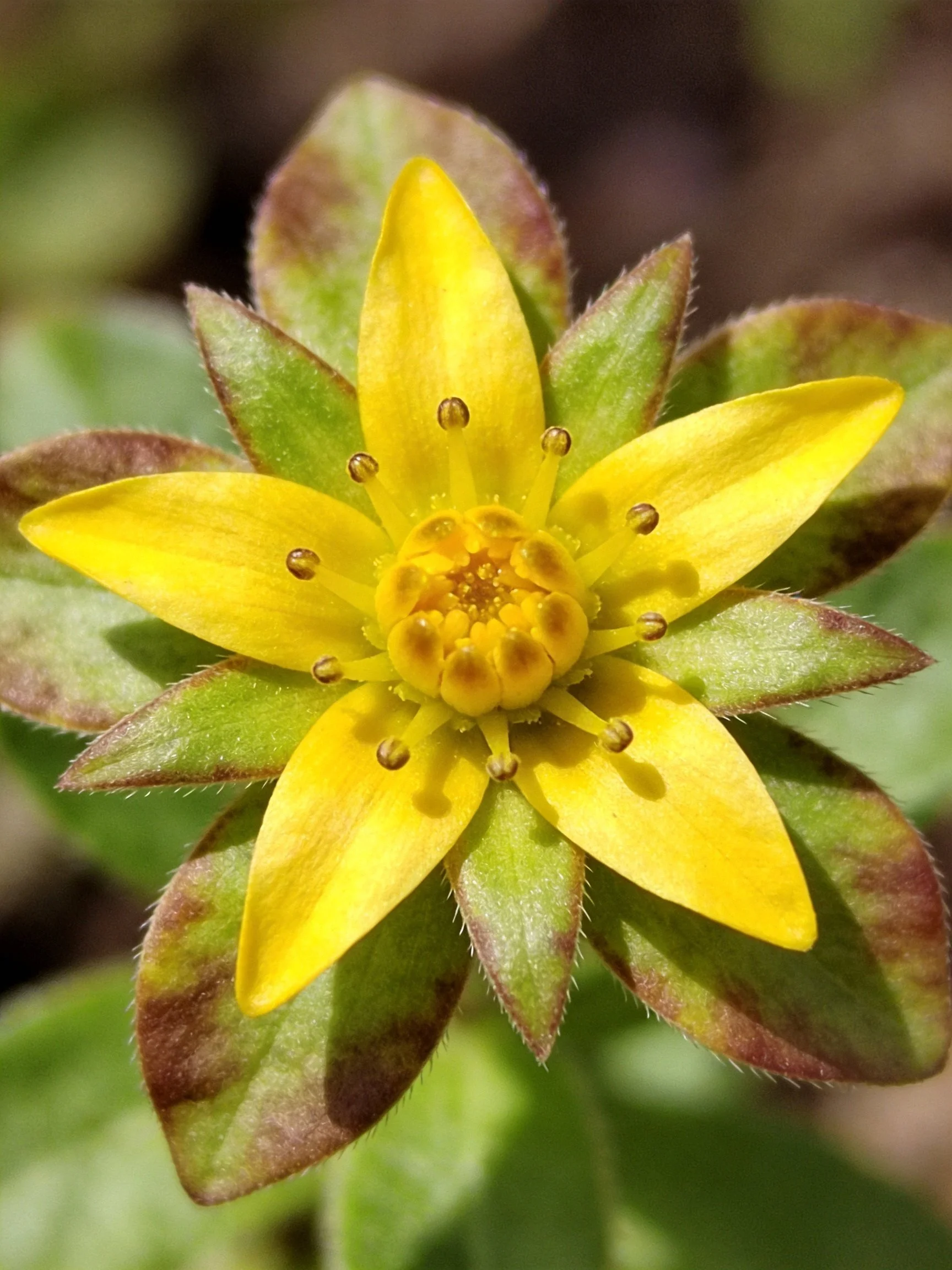 Bright yellow flower with star - shaped petals and fuzzy green bracts