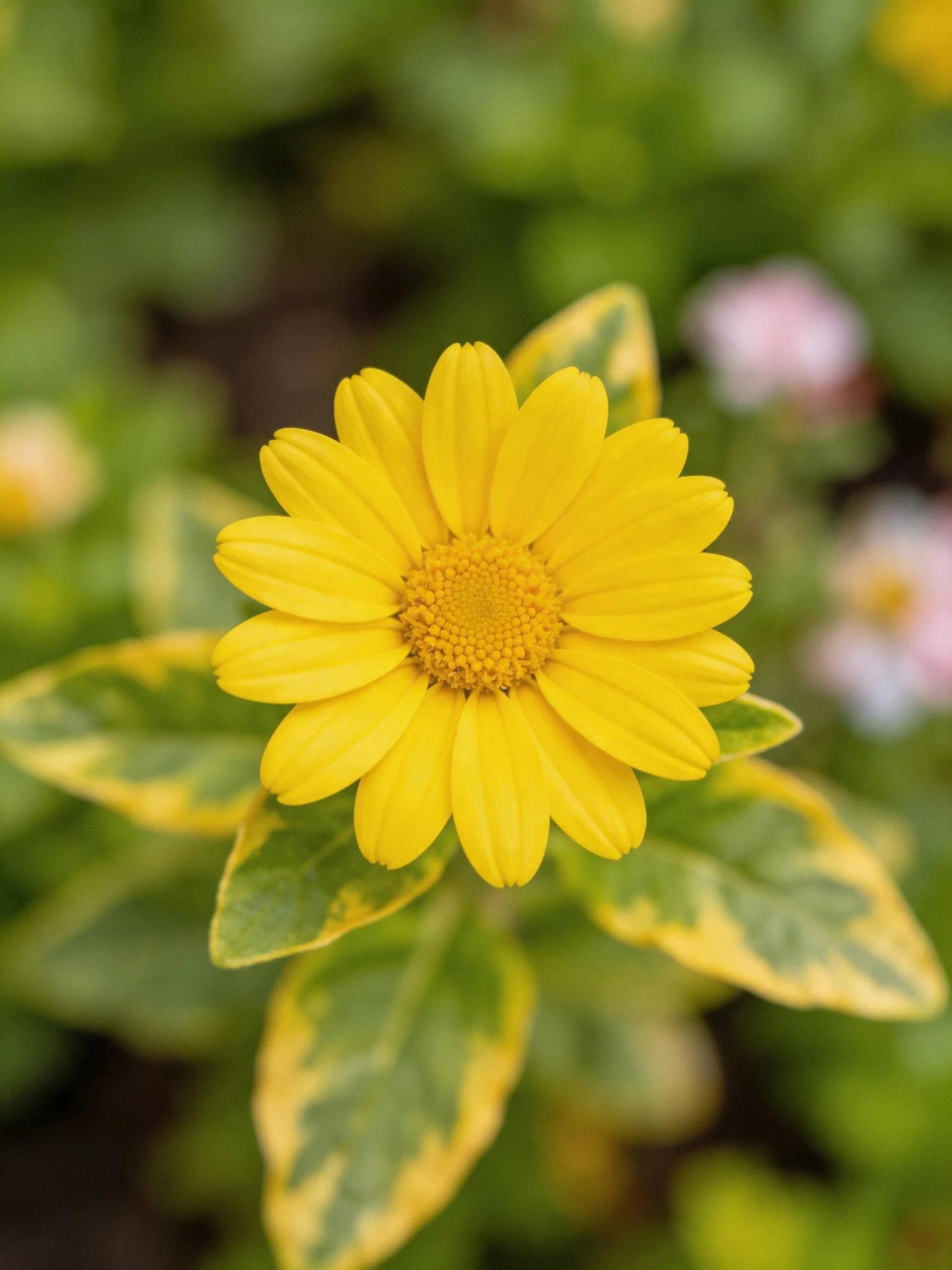 Bright yellow flower with variegated green-yellow leaves