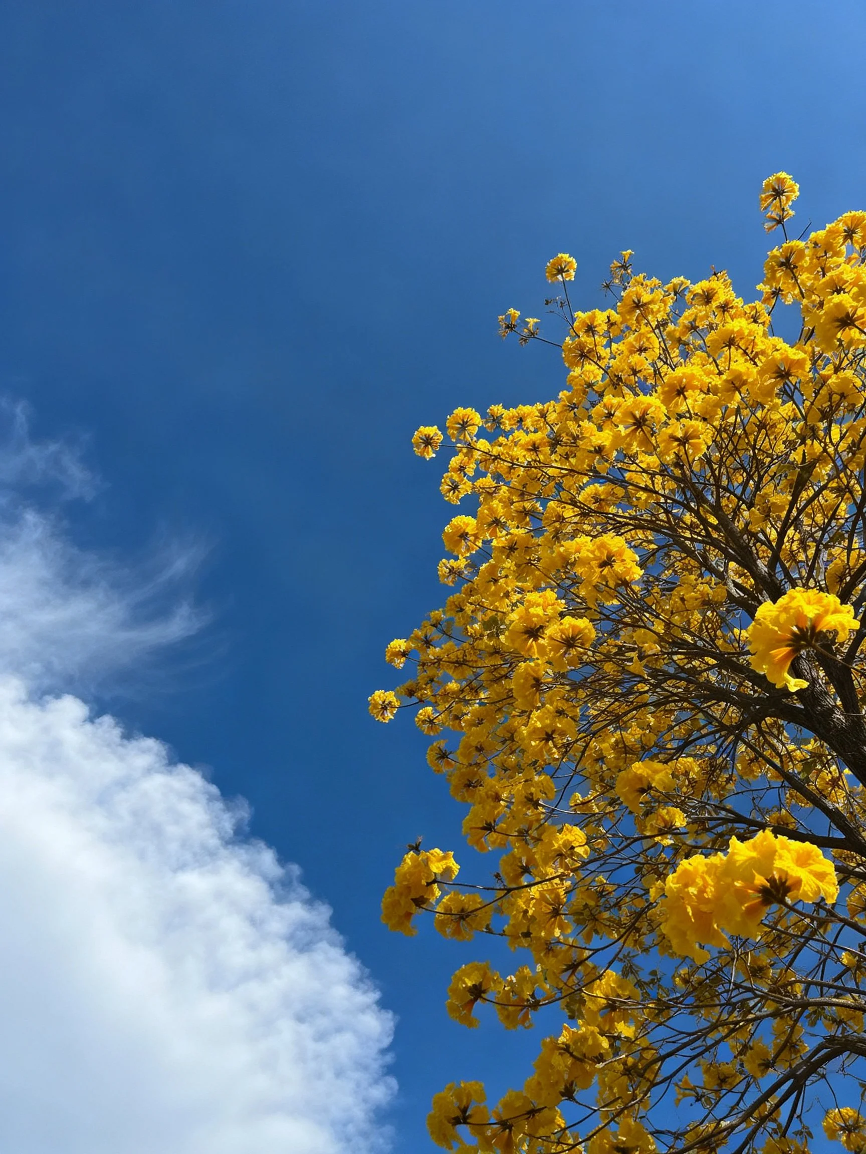 Bright yellow flowering tree against deep blue sky with white clouds