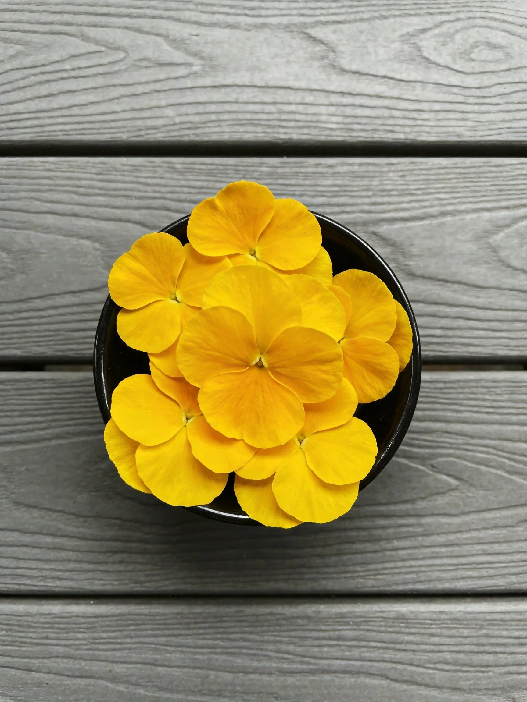 Bright yellow flowers arranged in a black bowl on gray wooden planks