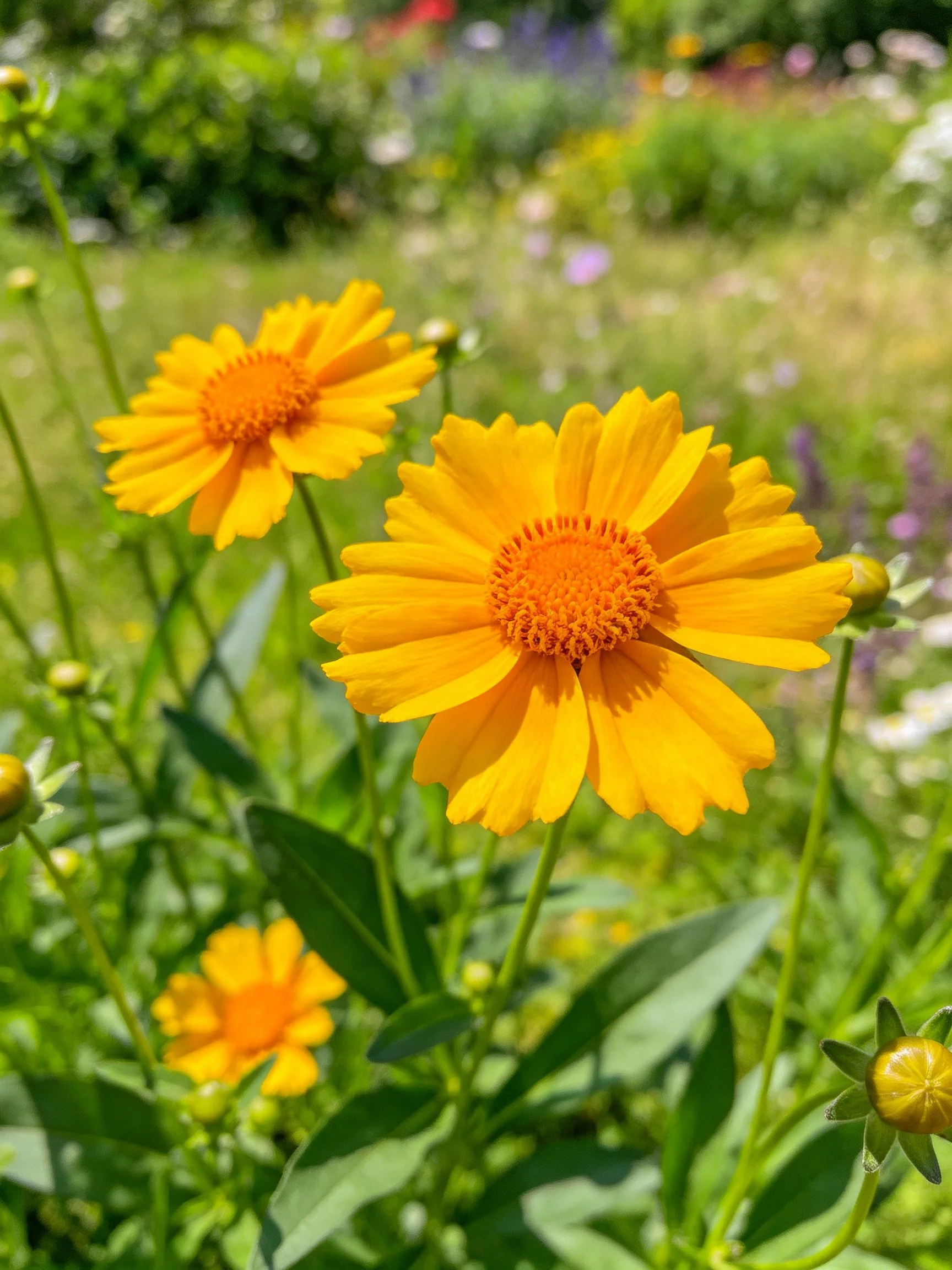 Bright yellow flowers bloom amid lush green foliage