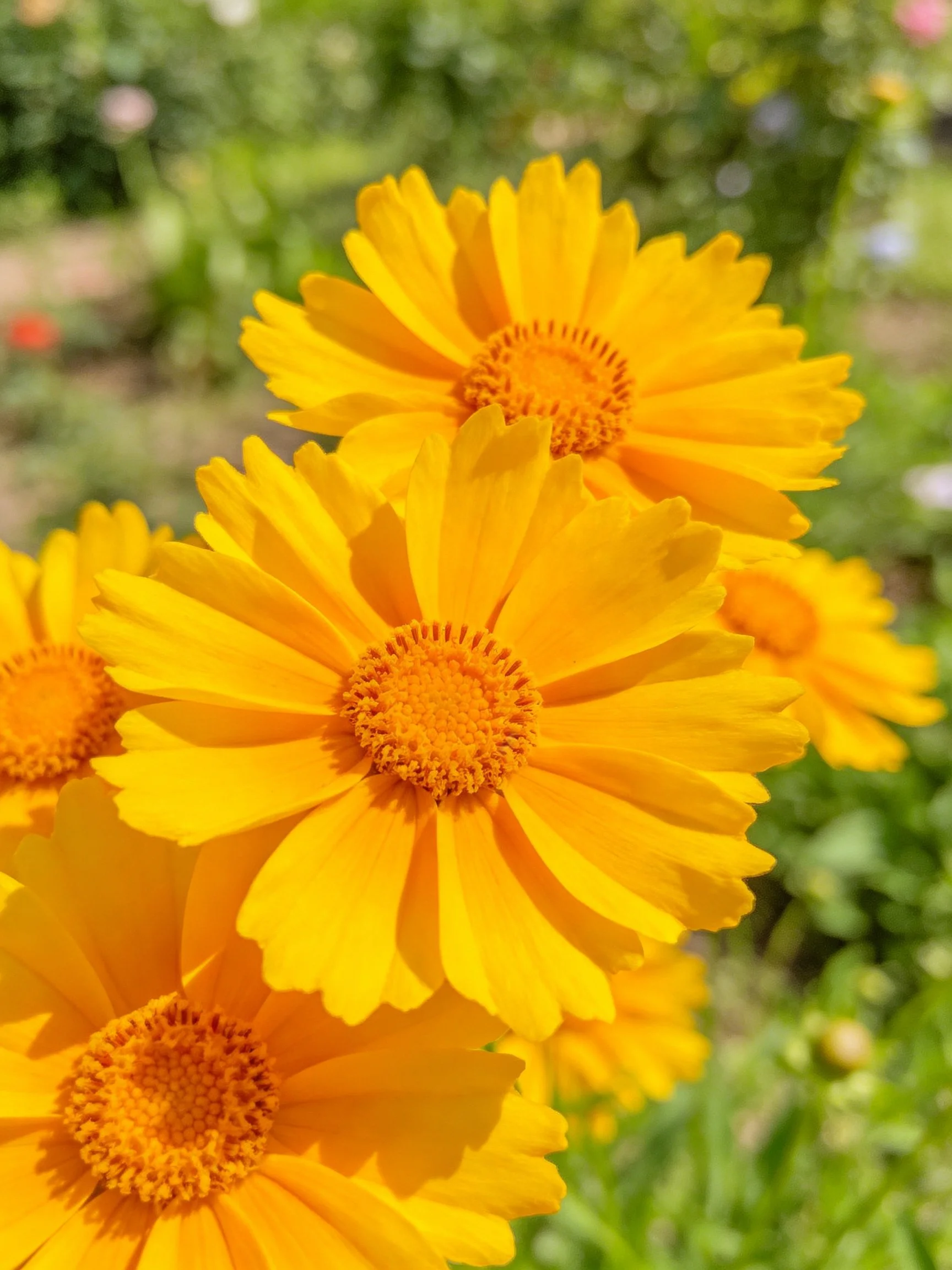Bright yellow flowers bloom vibrantly among greenery