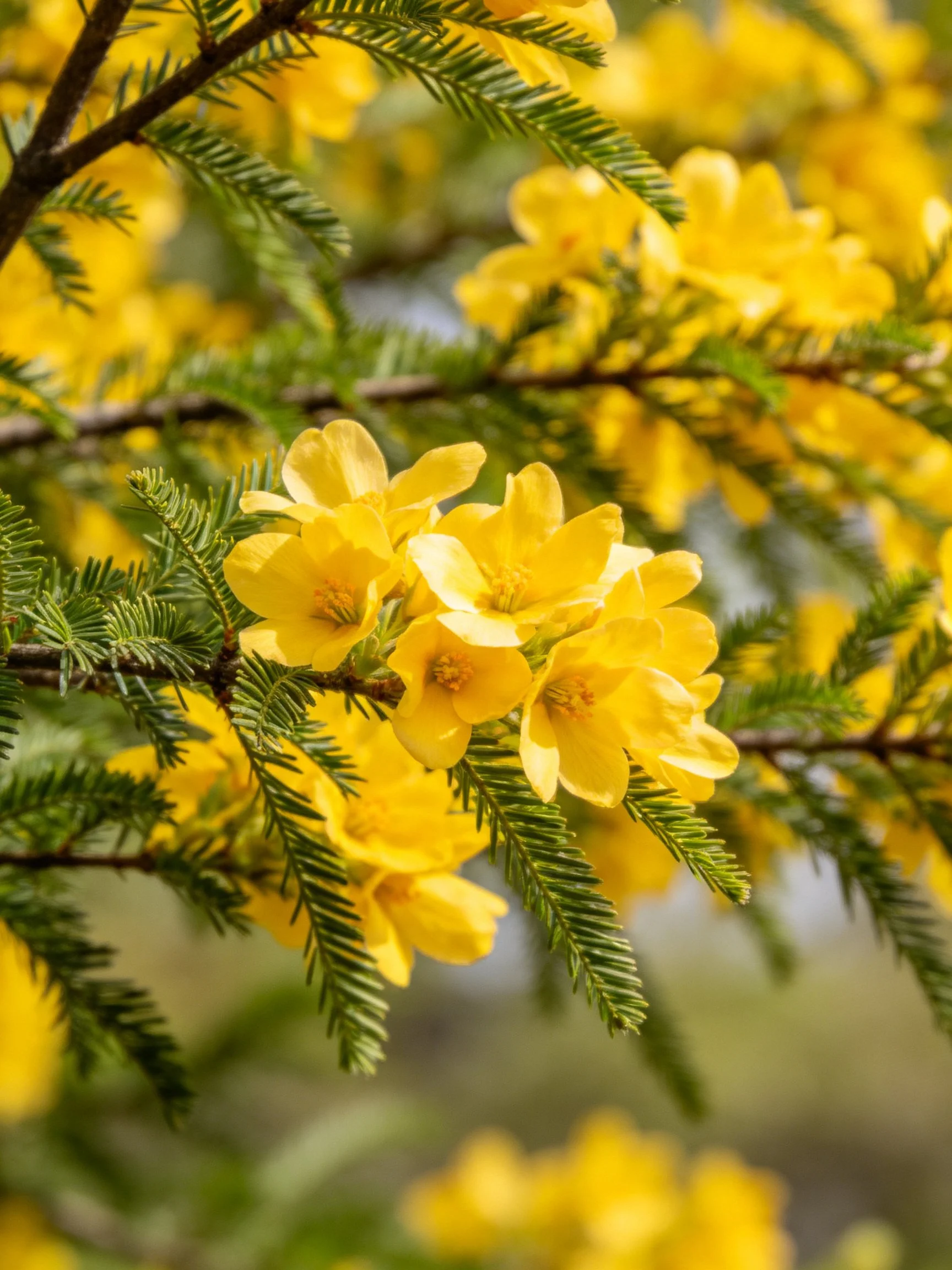 Bright yellow flowers cluster among dark branches and green foliage.
