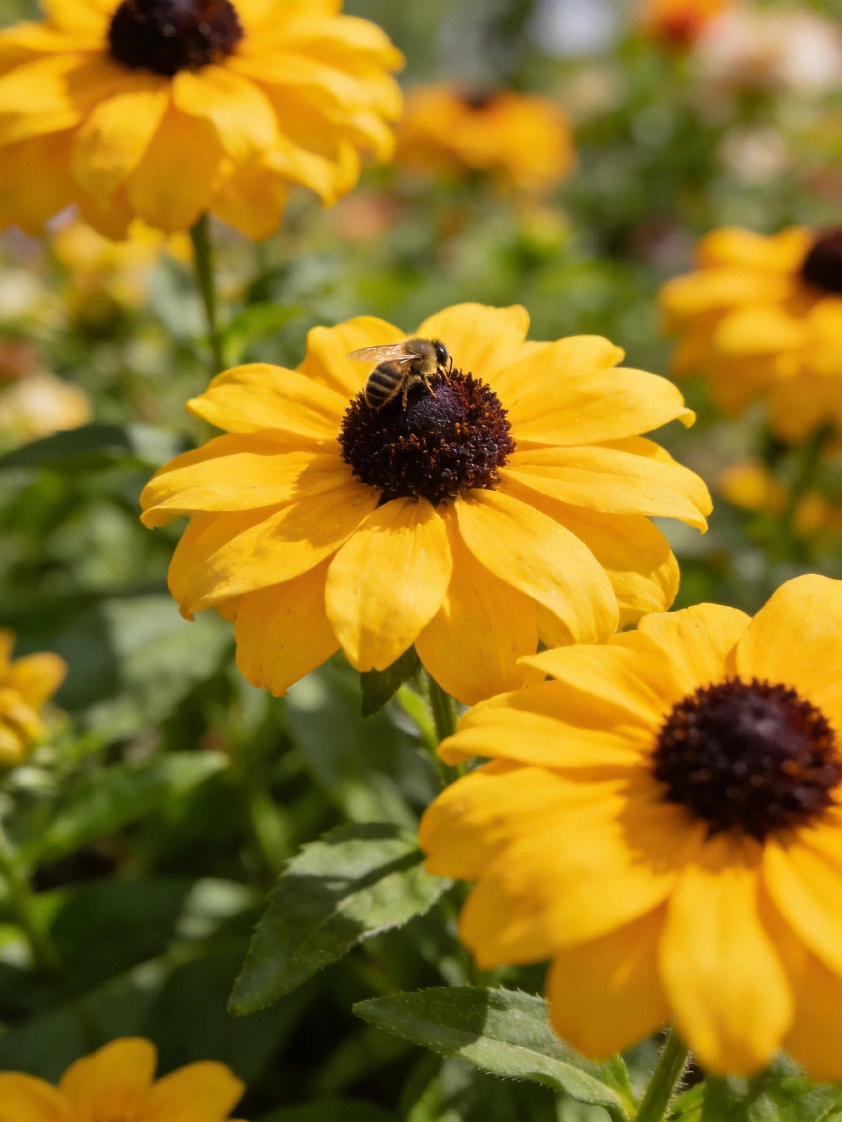 Bright yellow flowers with dark centers, a bee, and lush green foliage