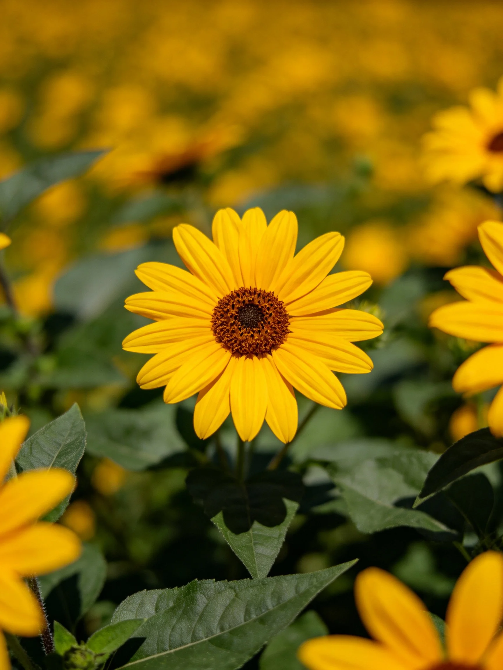 Bright yellow flowers with dark centers amidst lush green foliage