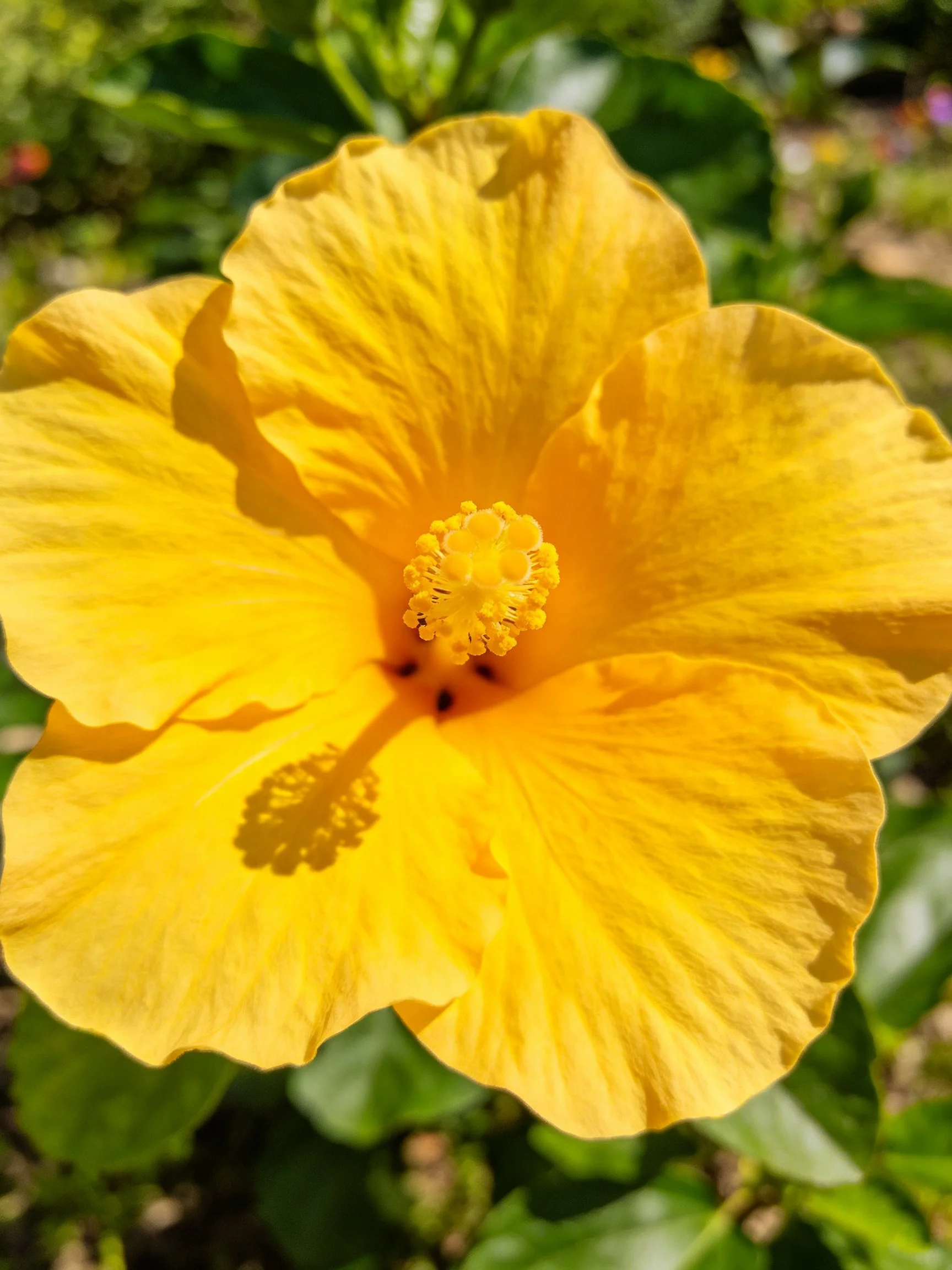 Bright yellow hibiscus flower with large petals