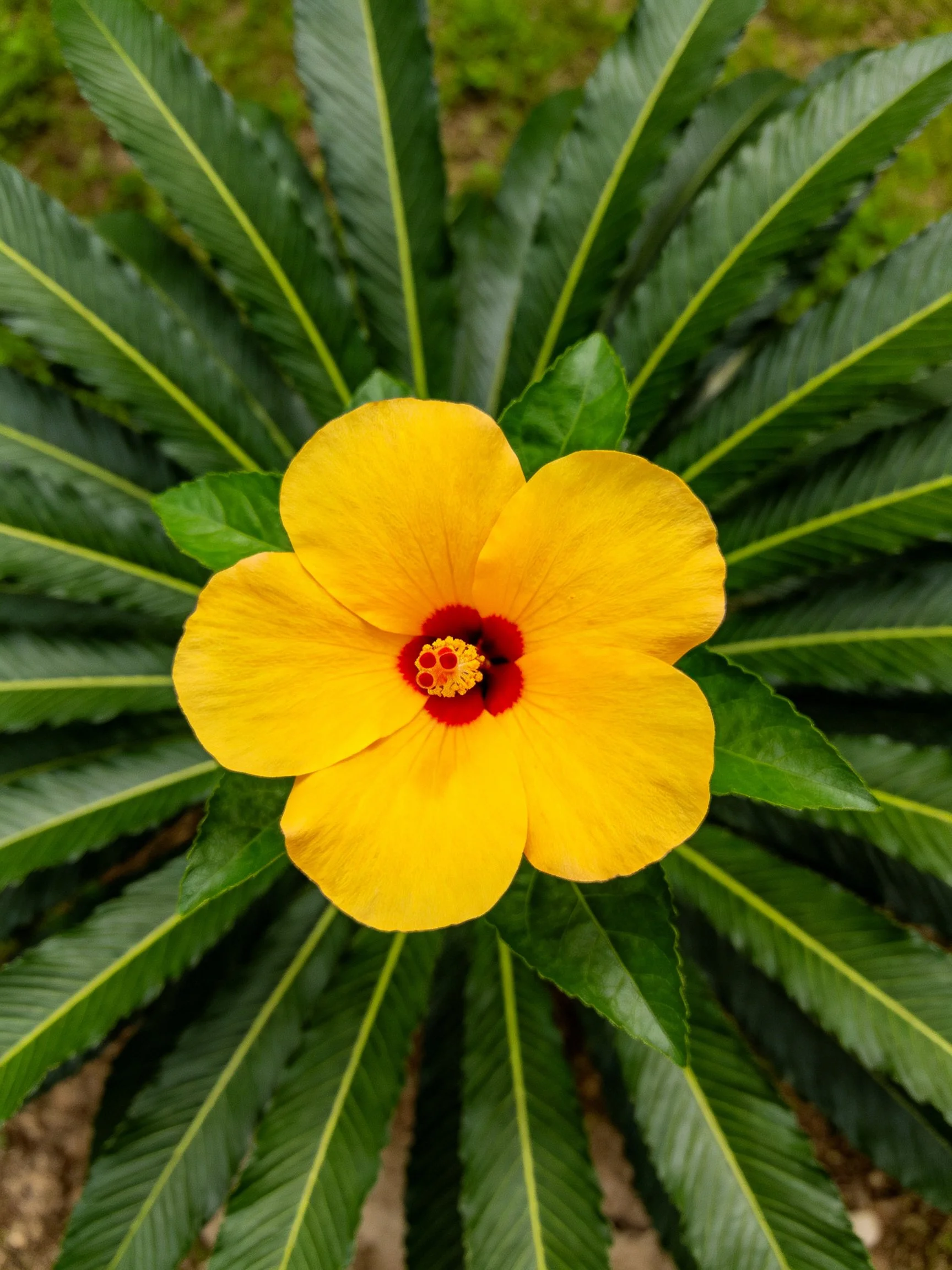 Bright yellow hibiscus flower with red center among dark green veined leaves