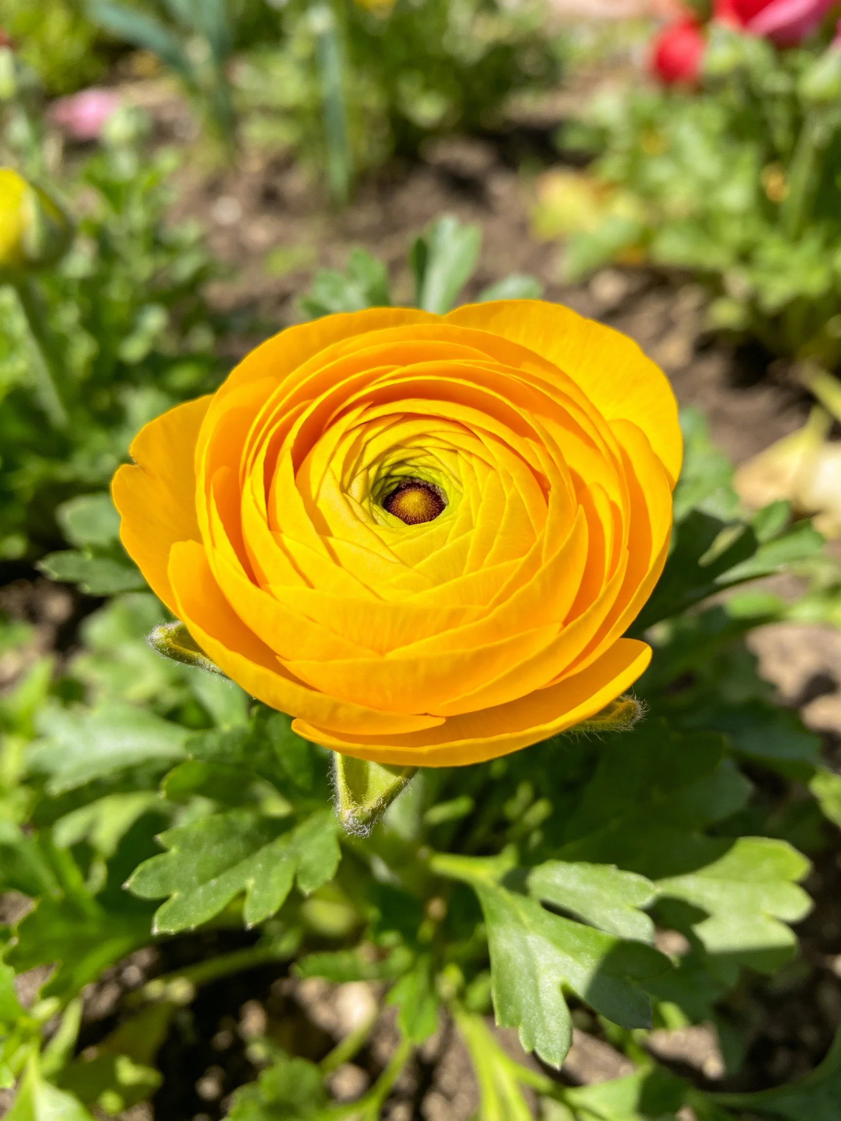 Bright yellow ranunculus flower with layered petals