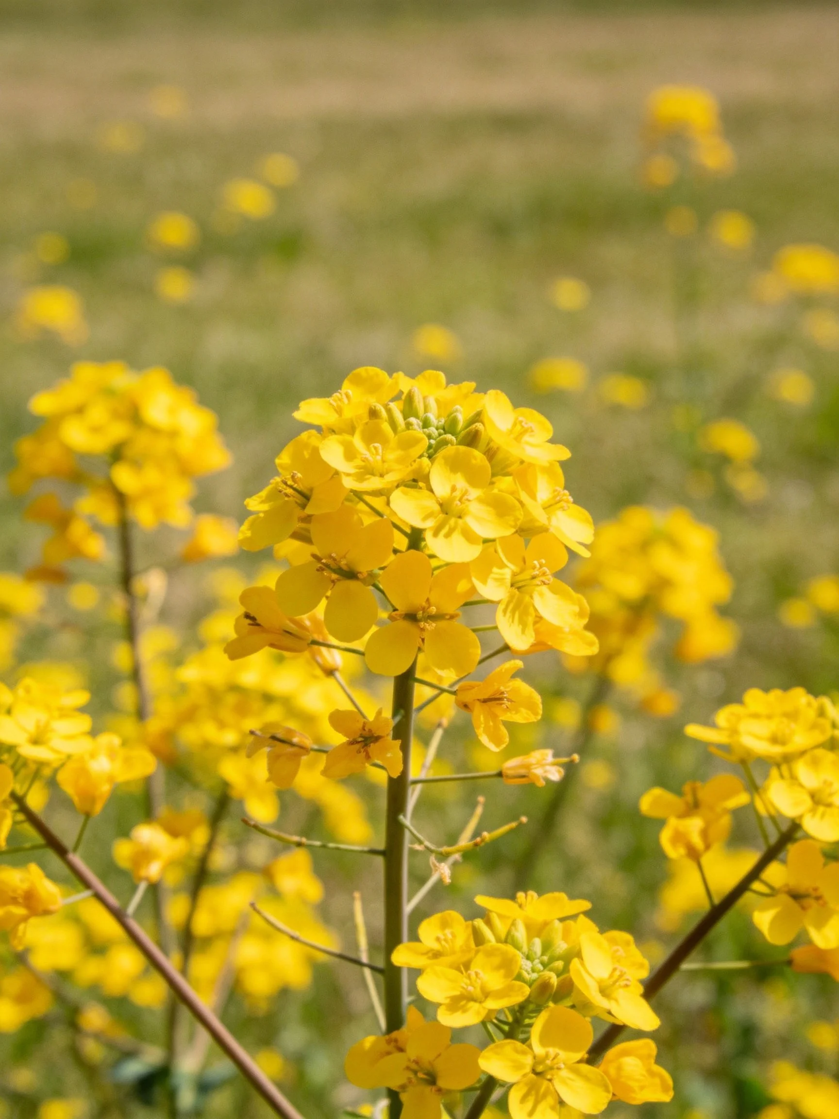 Bright yellow rapeseed flowers in sunlit meadow
