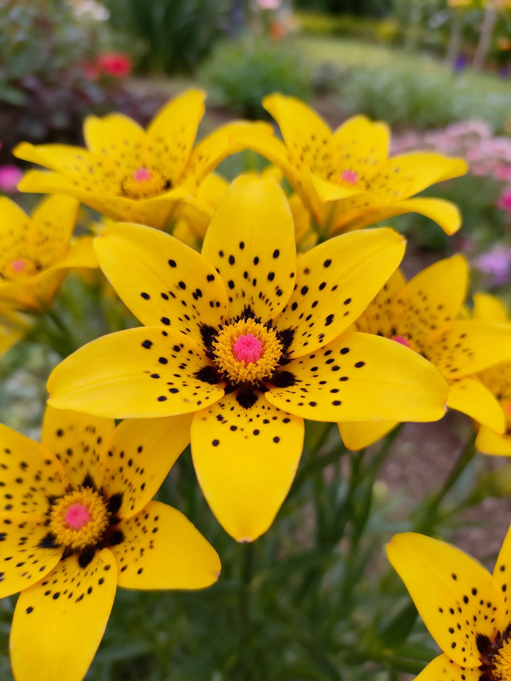 Bright yellow spotted flowers cluster in a lush garden setting