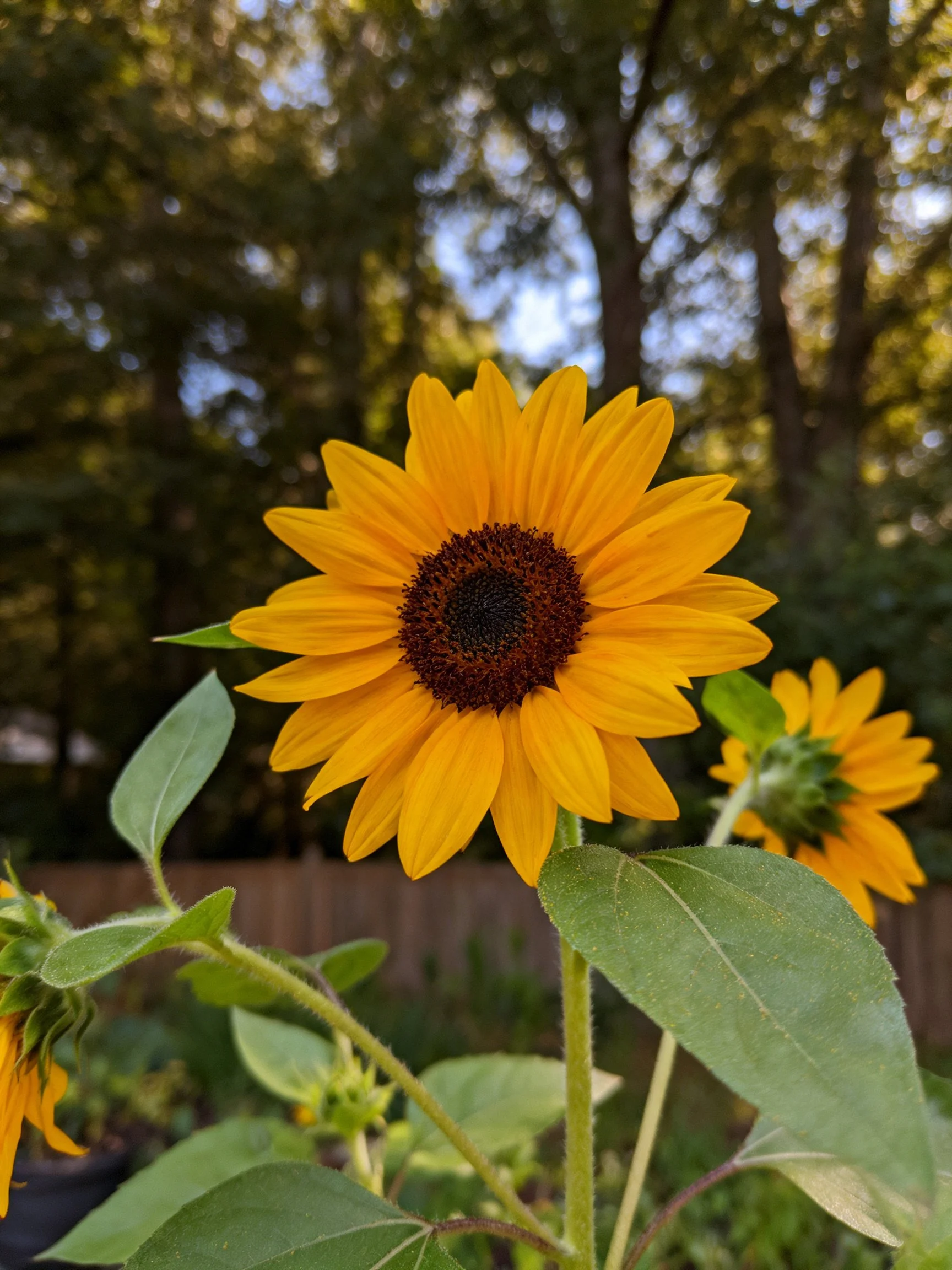 Bright yellow sunflower blooms with green foliage and tree-filled backdrop
