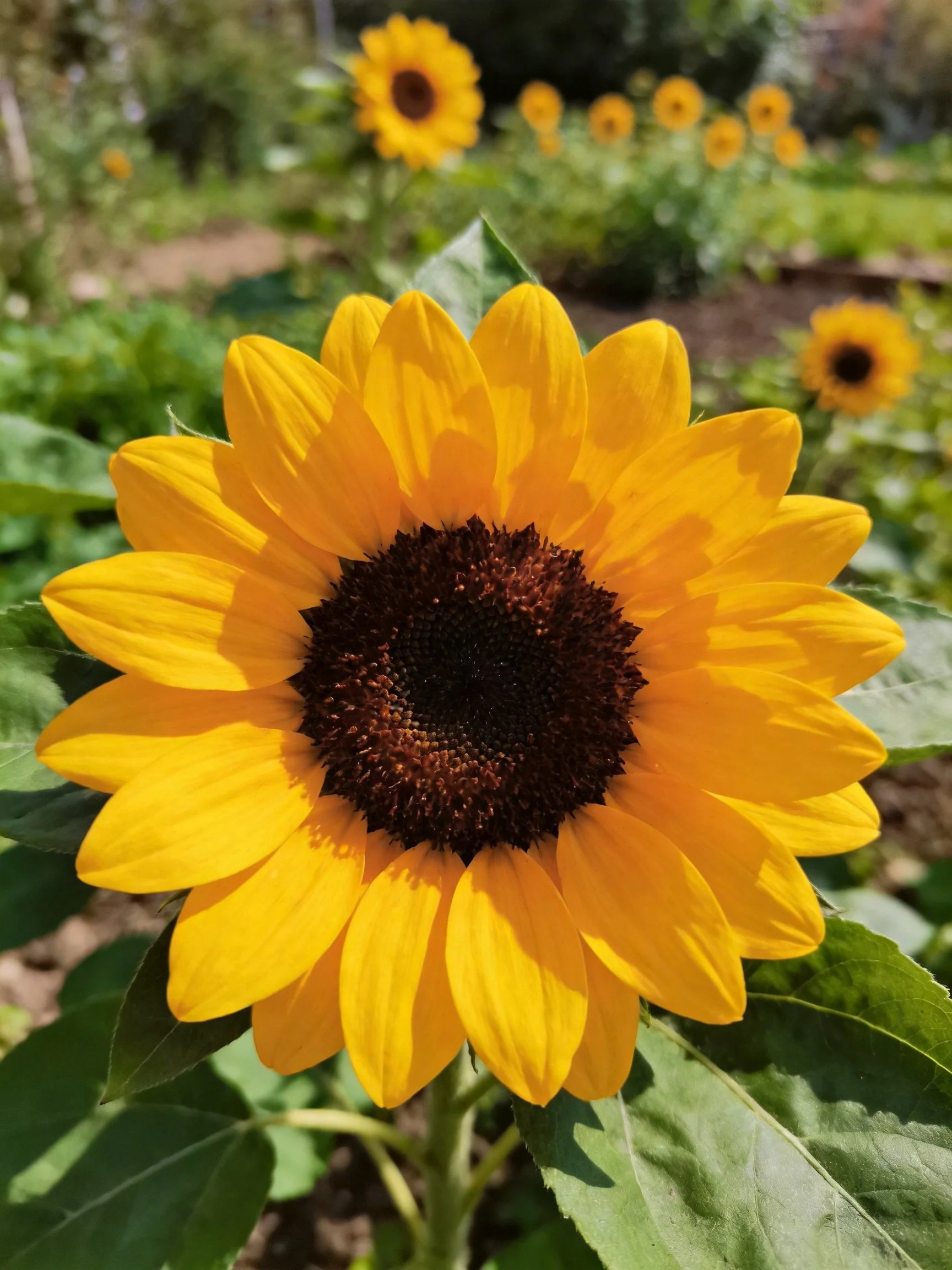 Bright yellow sunflower with dark brown center in a lush garden
